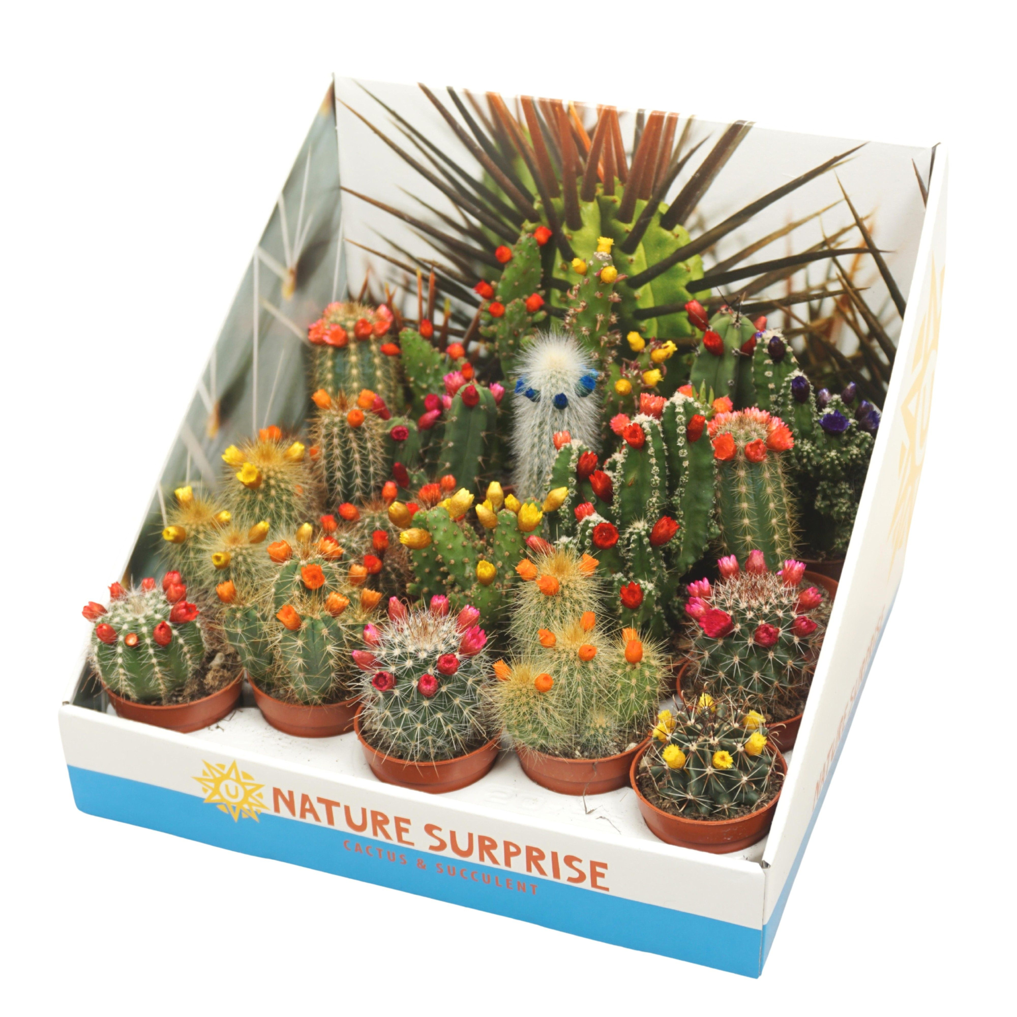 Cactus mix strobloem 5,5 cm in presentatiedoos, D 5,5 cm