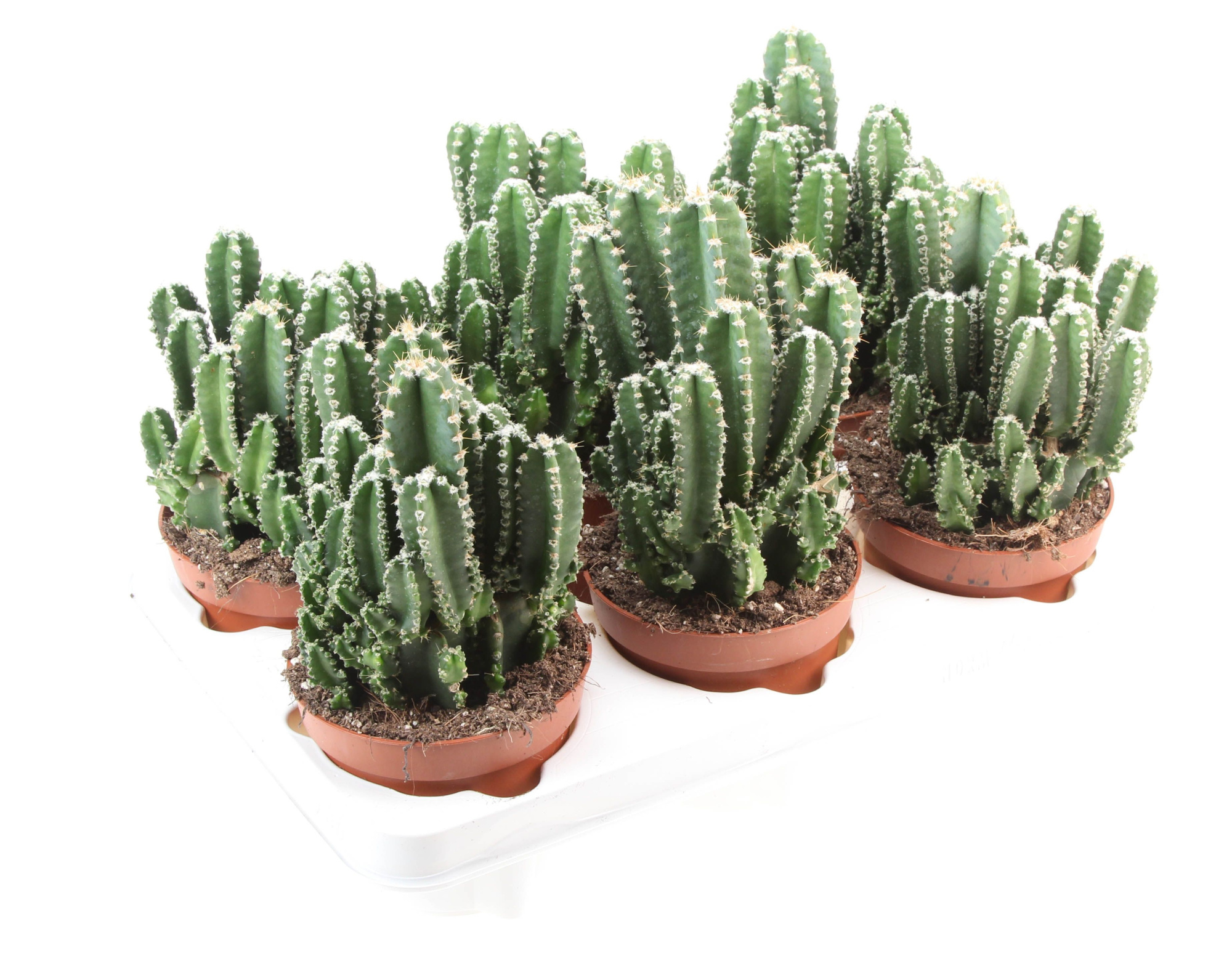 Cereus Florida, D 12 cm