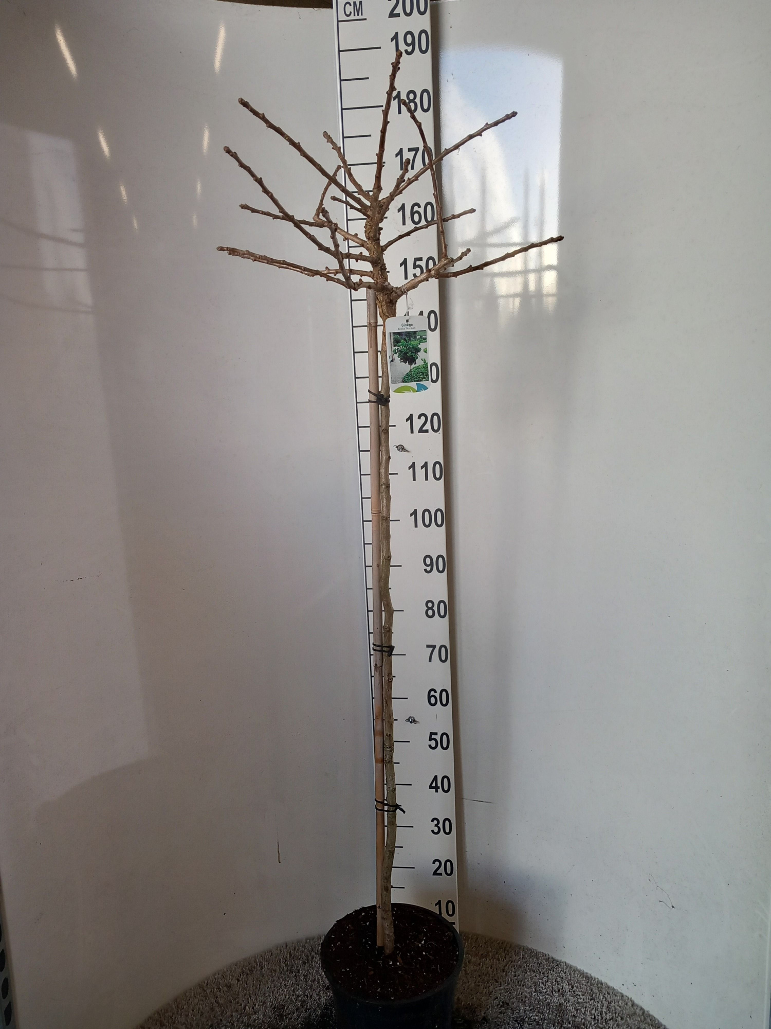 Ginkgo biloba Mariken 110 stam 40-50 kroon P28, D 28 cm