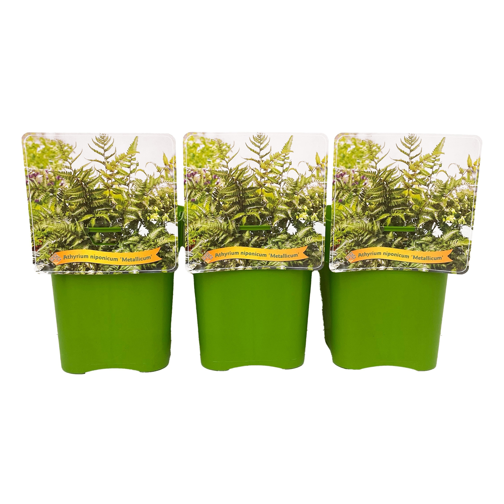 Athyrium niponicum ‘Metallicum’ C5, D 21 cm