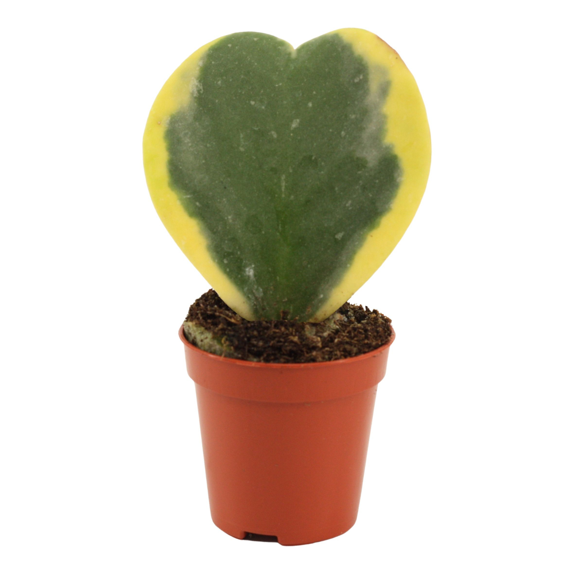 Hoya Kerrii 6 cm Single Variegata, D 6