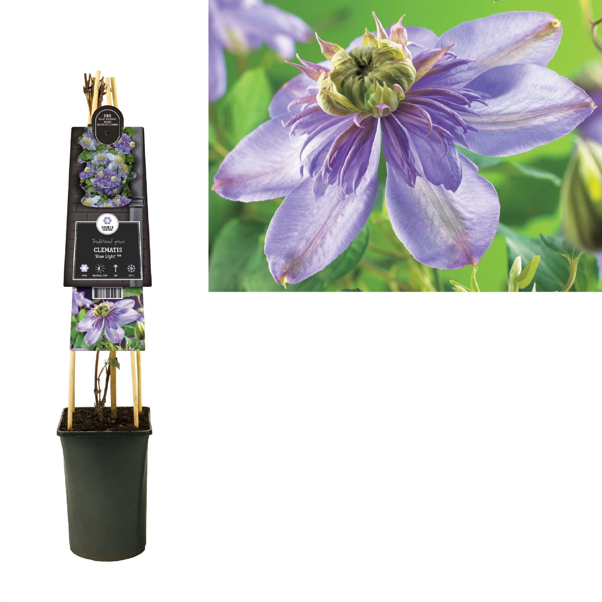 Clematis 'Blue Light' PBR +3.0 label, D 17 cm