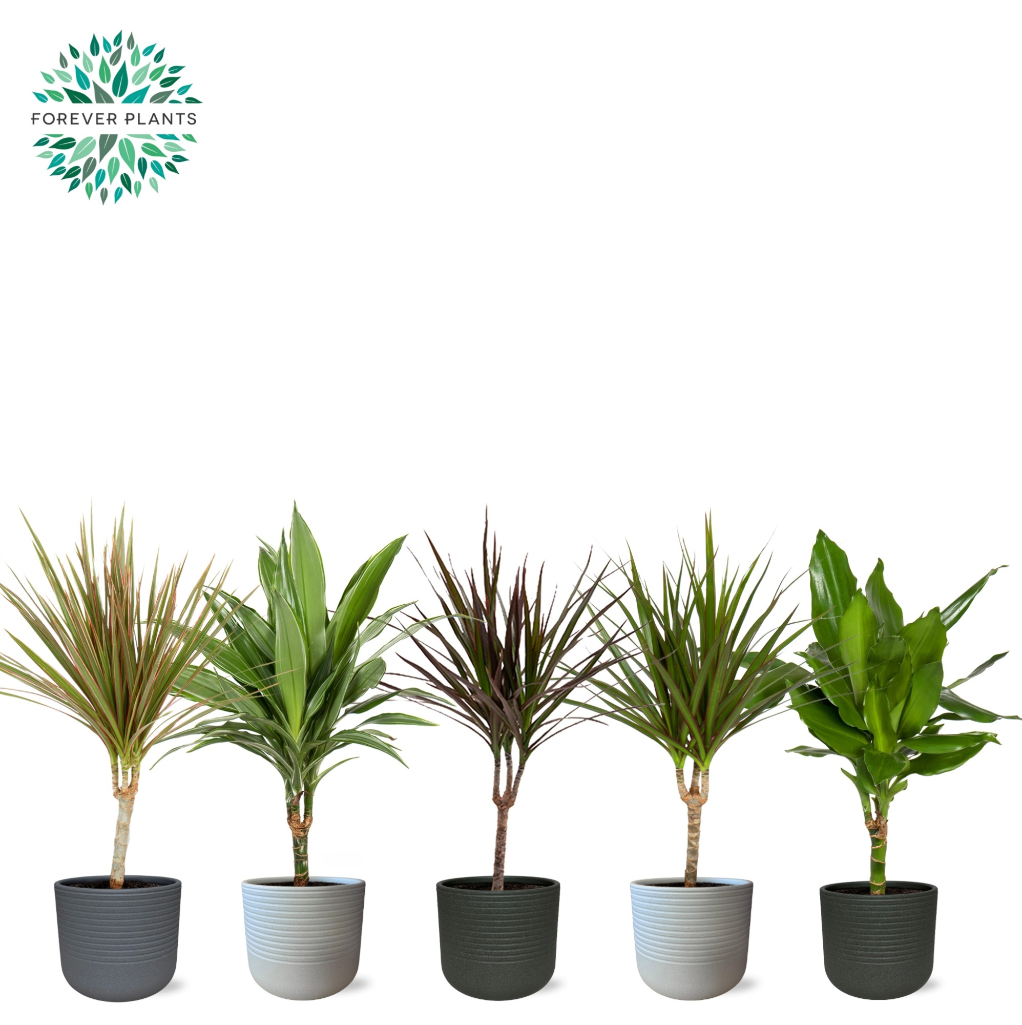 Dracaena Marginata mix p14 in VIVIAN Keramiek, D 14