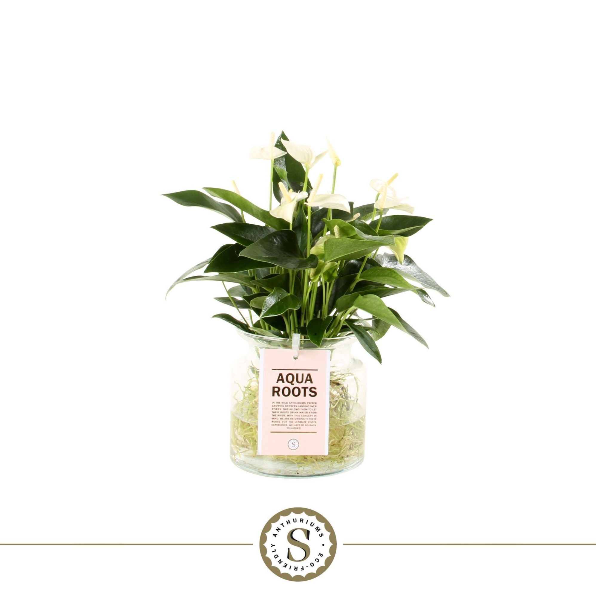 Aqua Roots Sierglas White Champion, D 12 cm