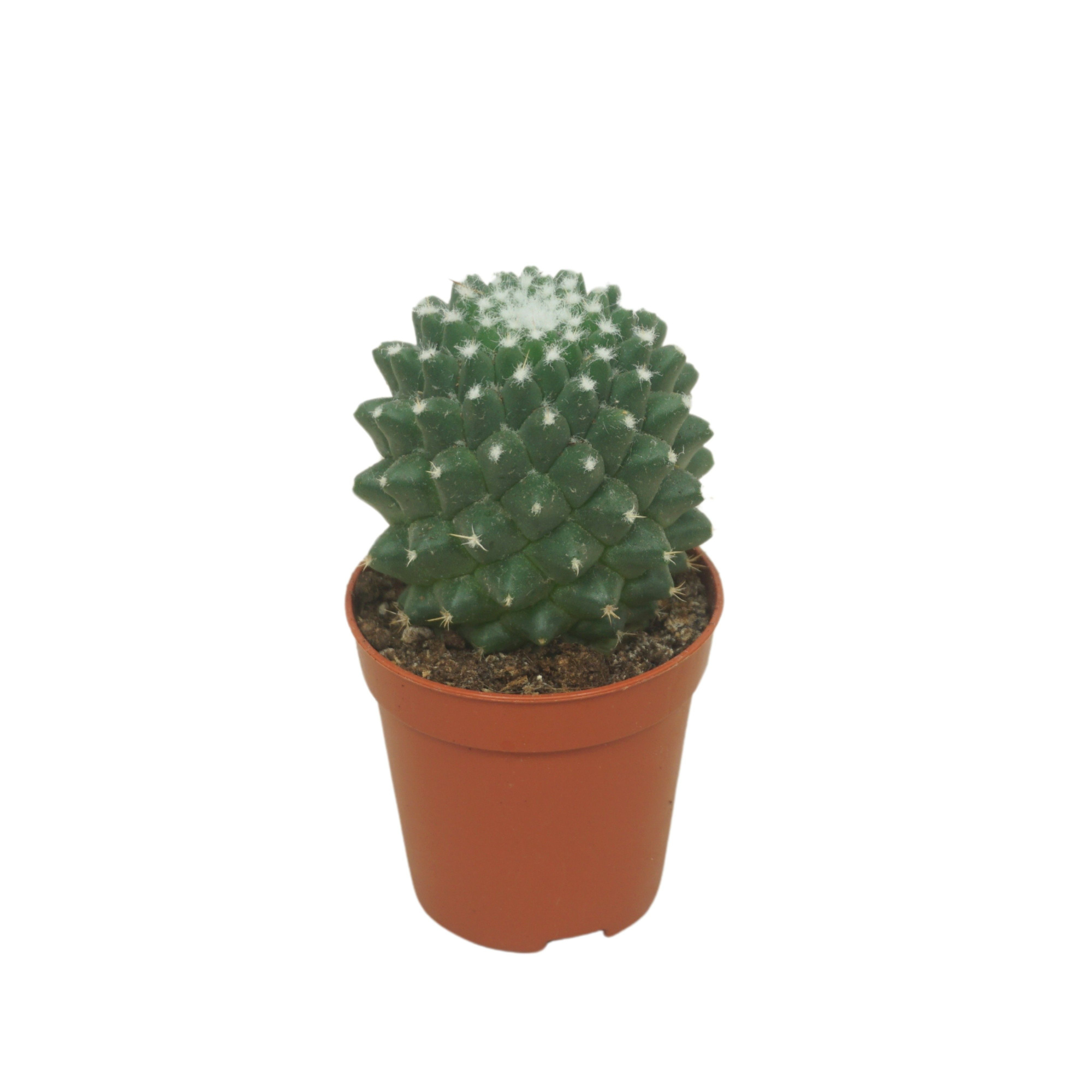 Mammillaria toluca 5,5 cm, D 5,5 cm