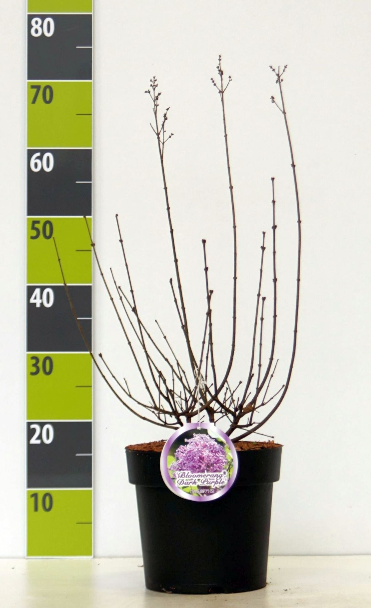 Syringa meyeri 'Dark Purple' -S-, D 23