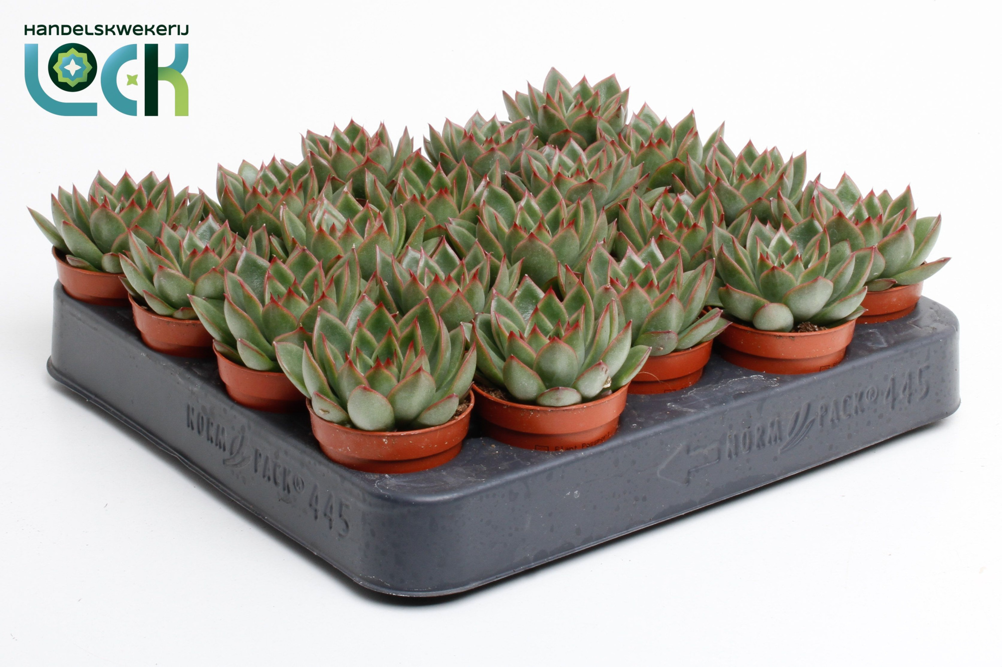 Echeveria Agavoides, D 5,5