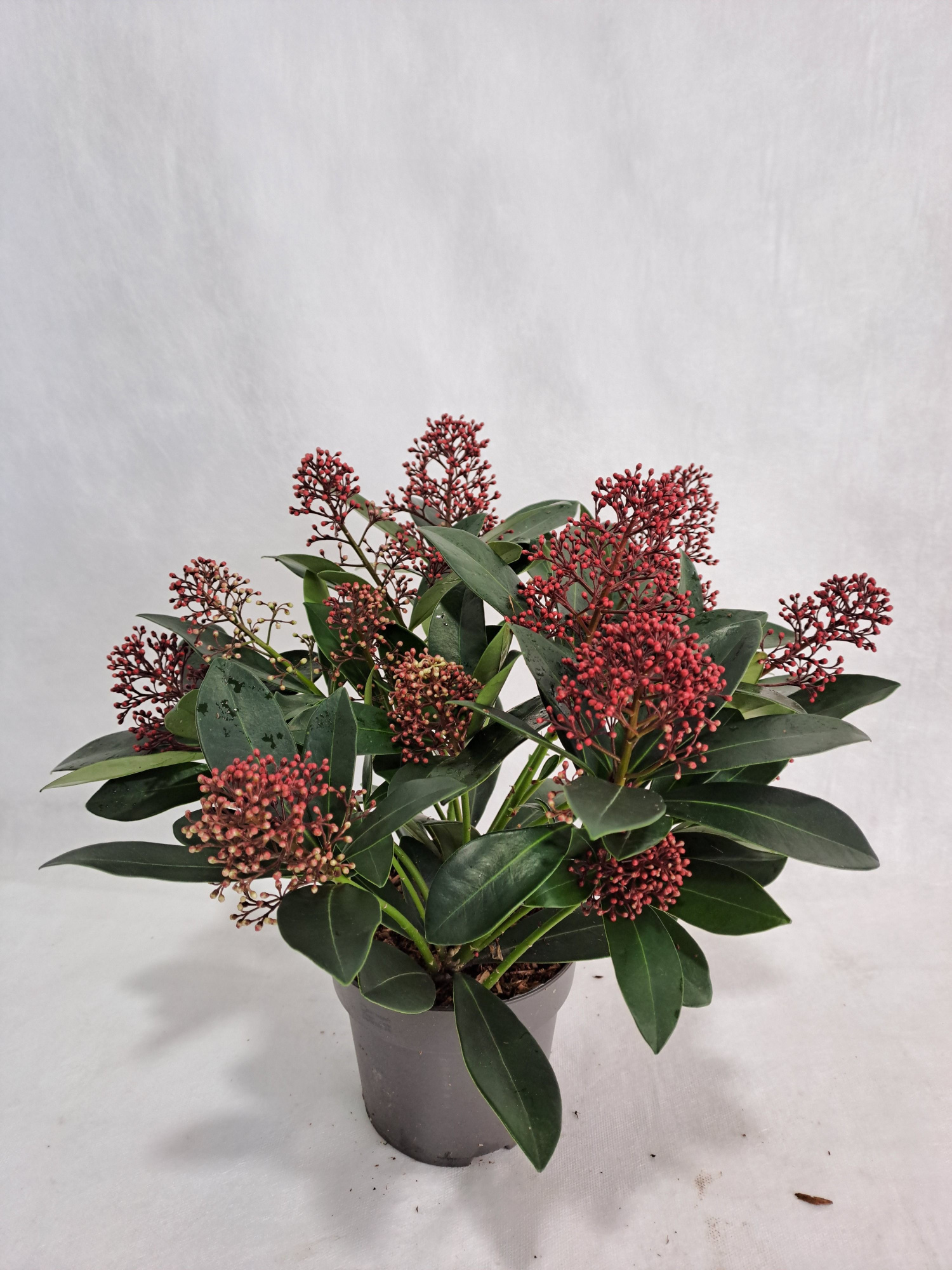 Skimmia Rubella P13 10-12 bloem, D 13 cm