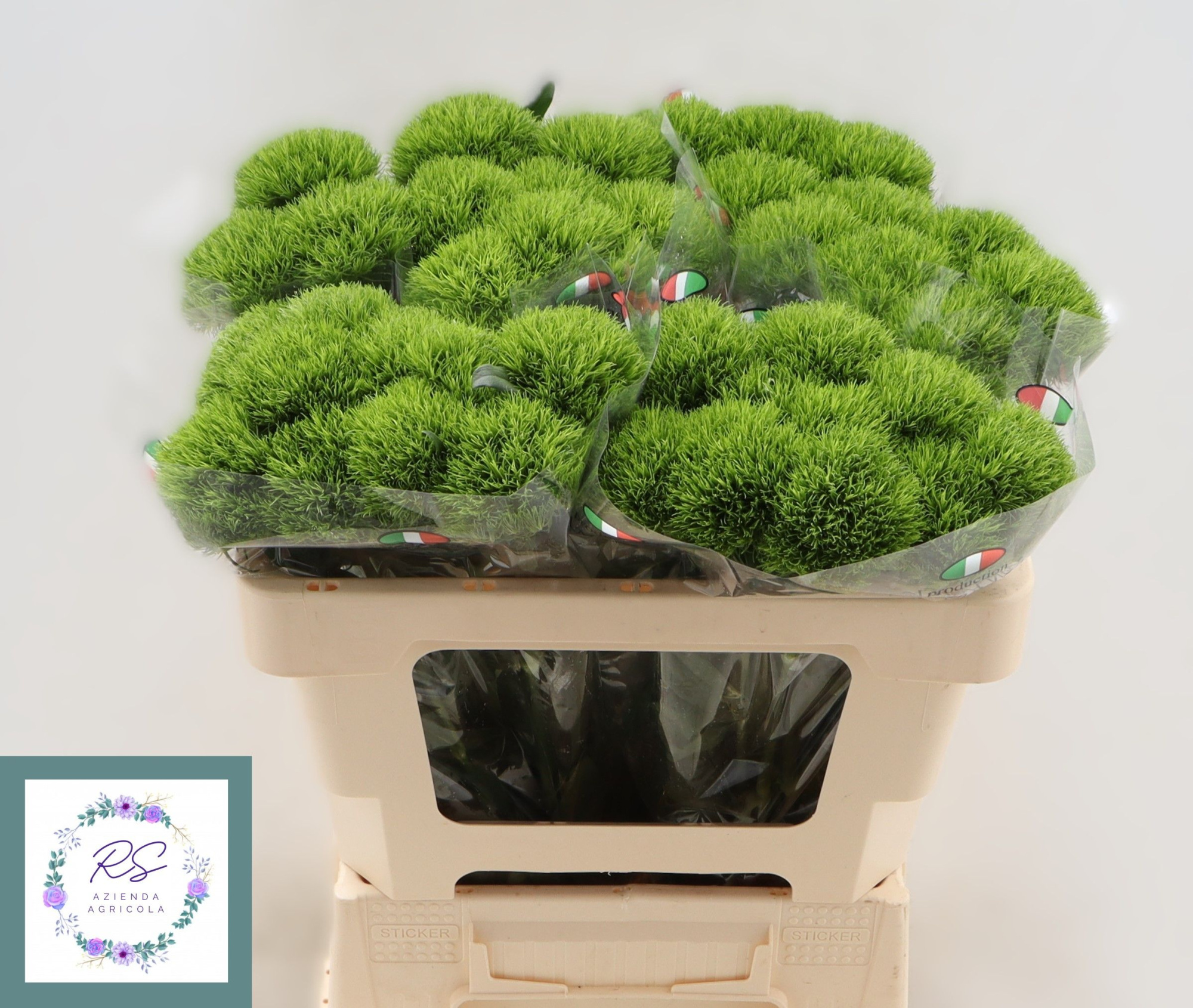 Диантус Барбатус Киви Меллоу 55, шт.