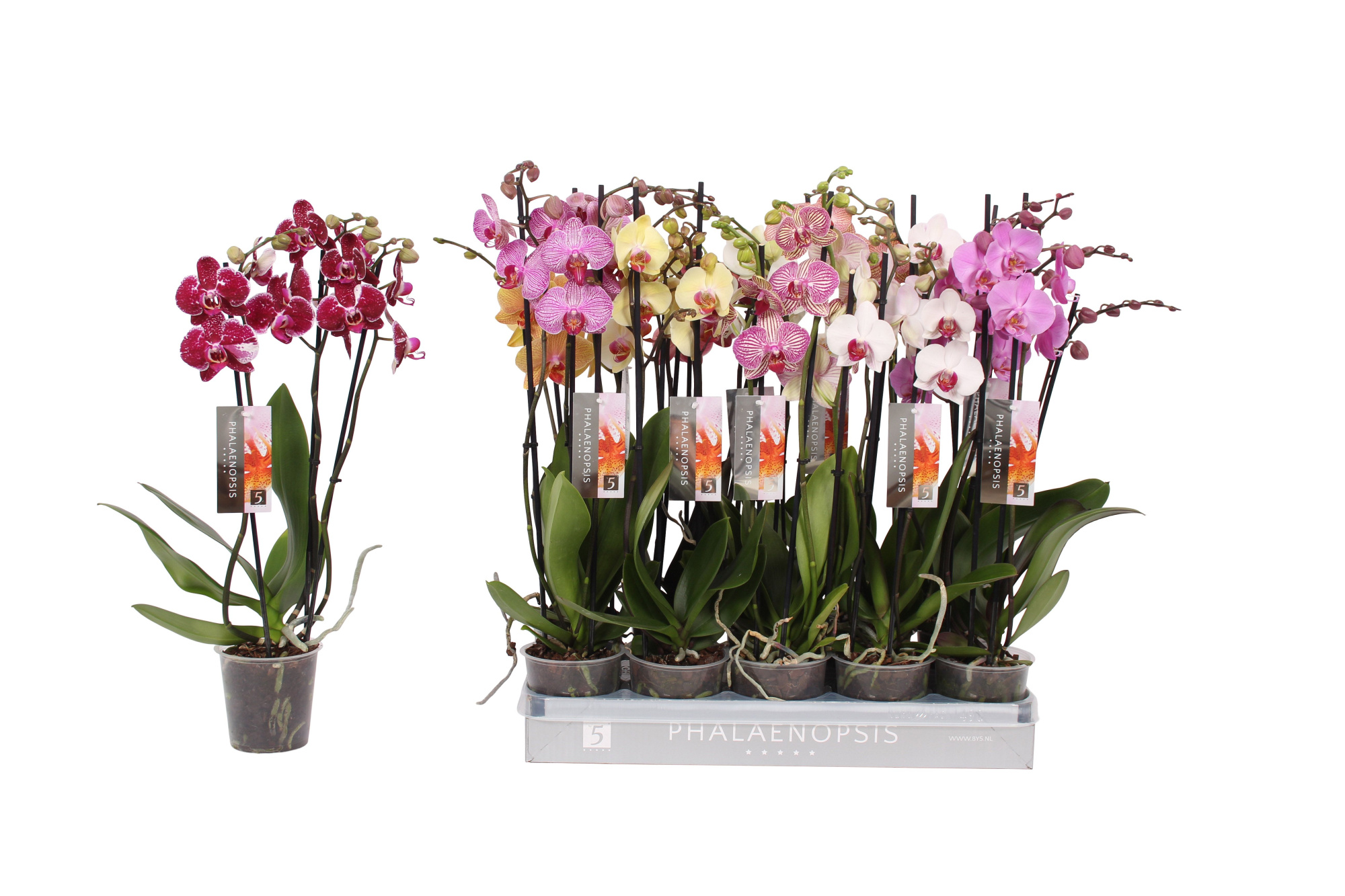 Phalaenopsis 6 color mix, 3-spike 18+, D 12 cm