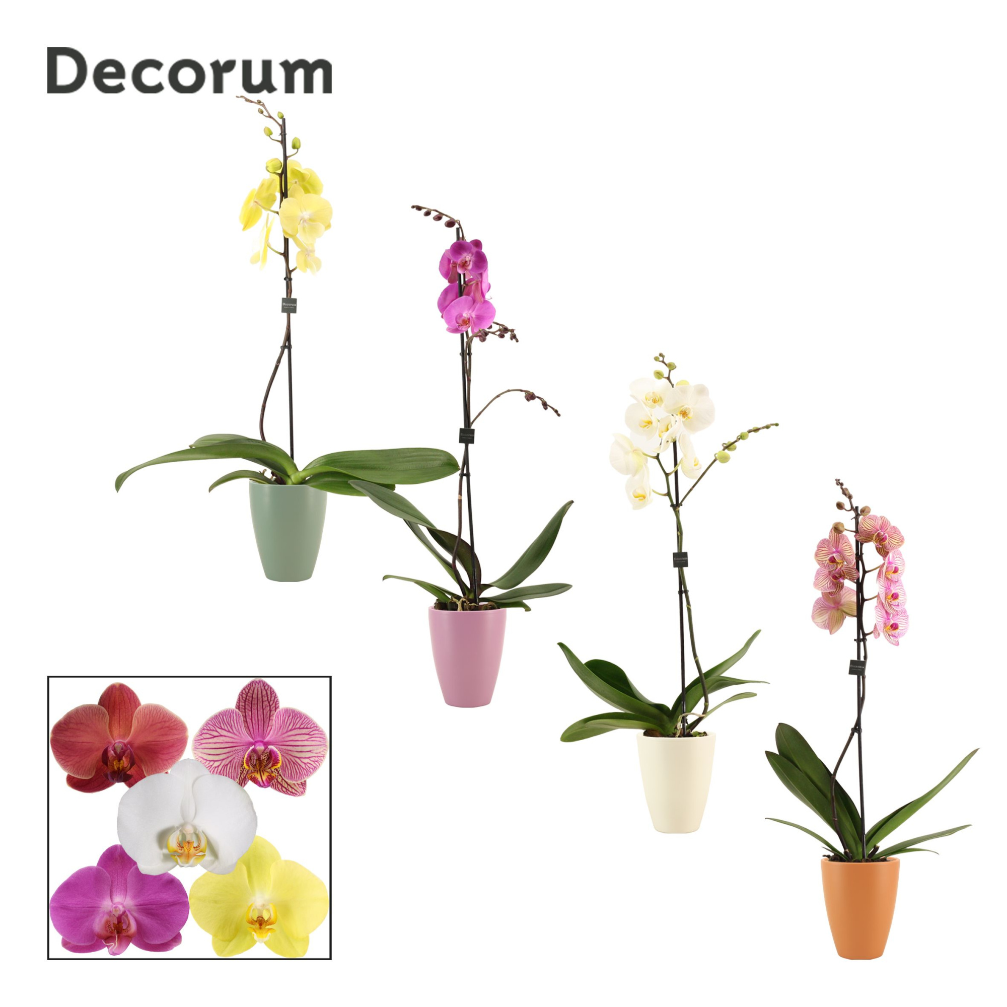 Phalaenopsis 1 tak 9+ mix in Carly (Craft world-collection), D 12