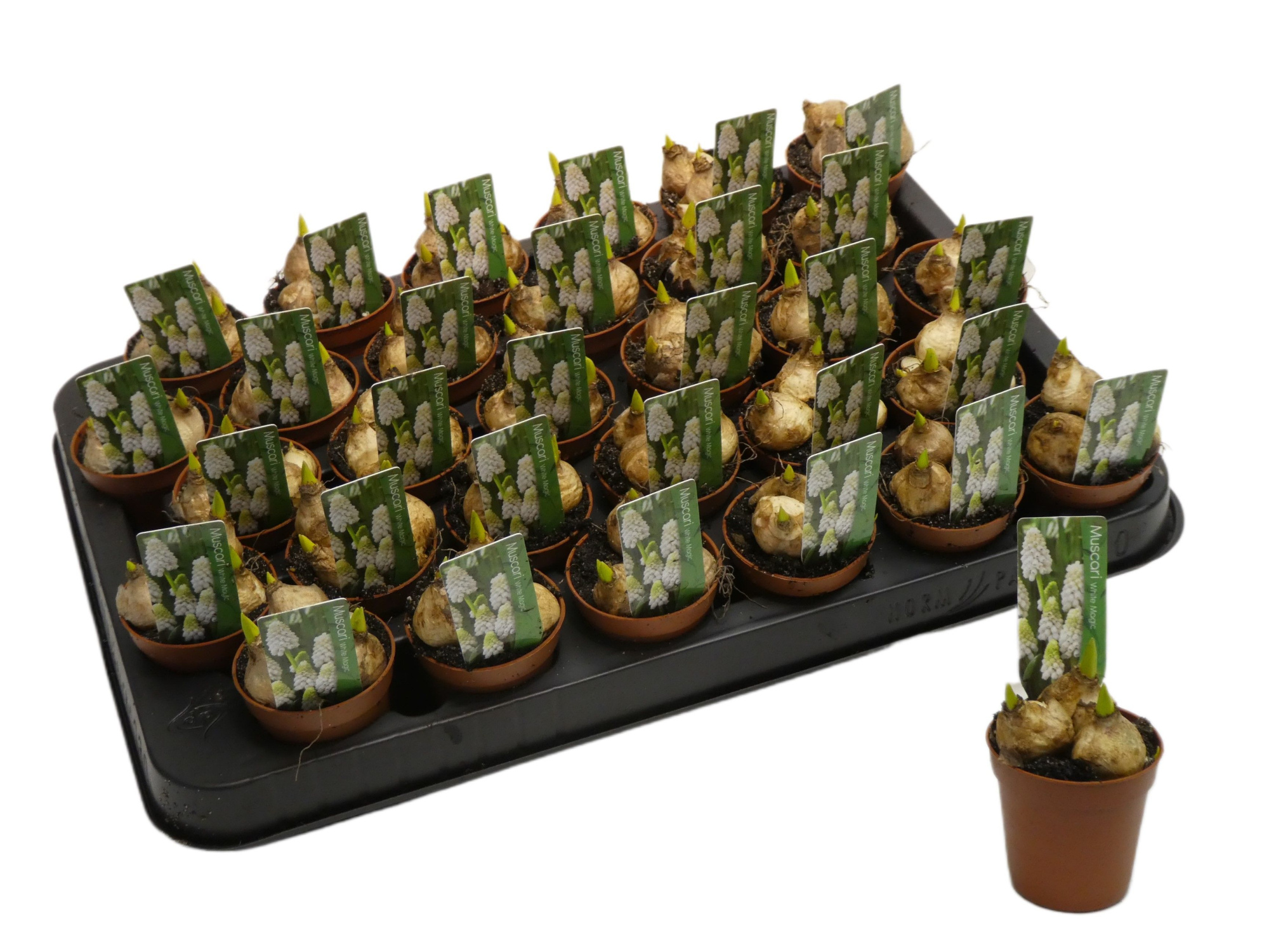 Muscari 'White Magic', D 5