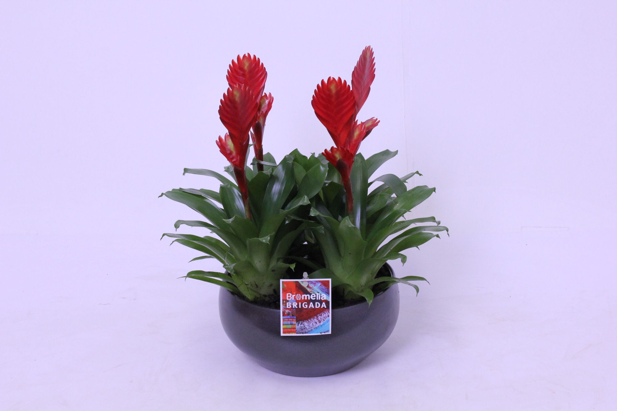 Vriesea Christiane 4 pp Black 24, D 24 cm