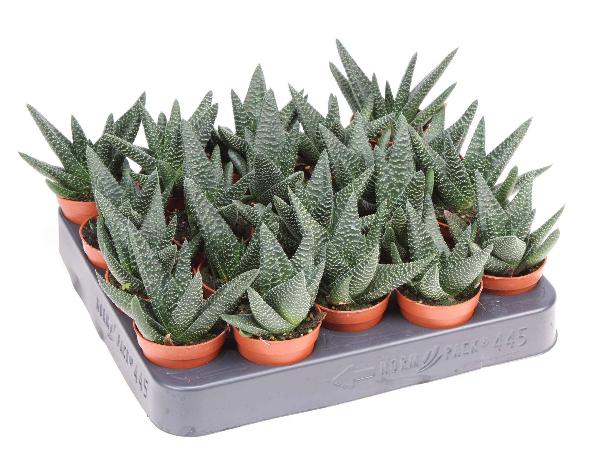 Haworthia Royal Highness, D 5,5 cm