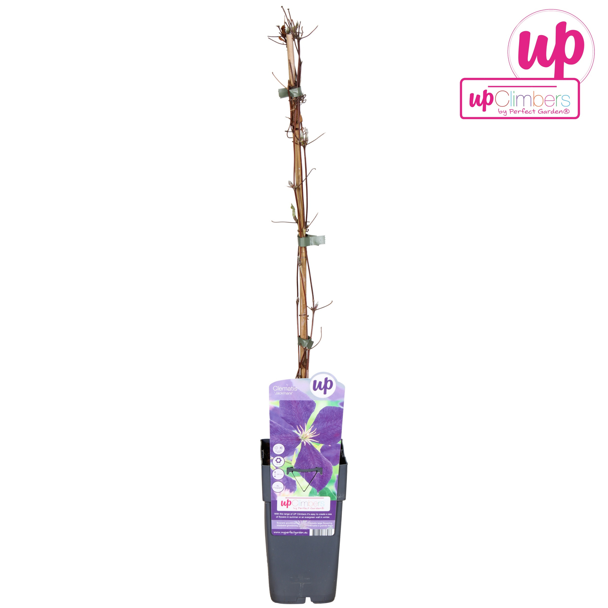 Clematis Jackmanii P15, D 15