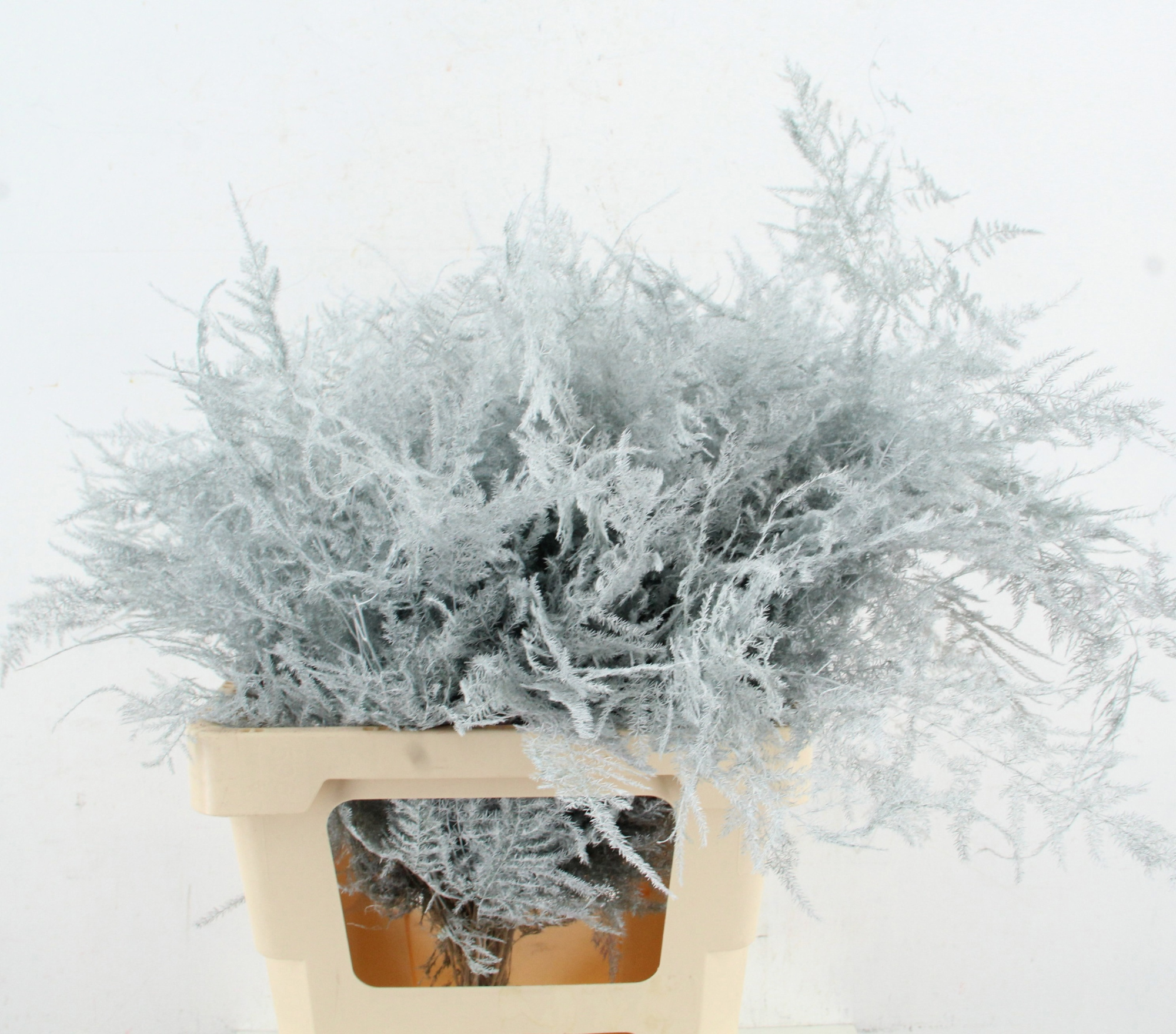 Аспарагус Овериг Крашеный (краш. ) 60, шт.