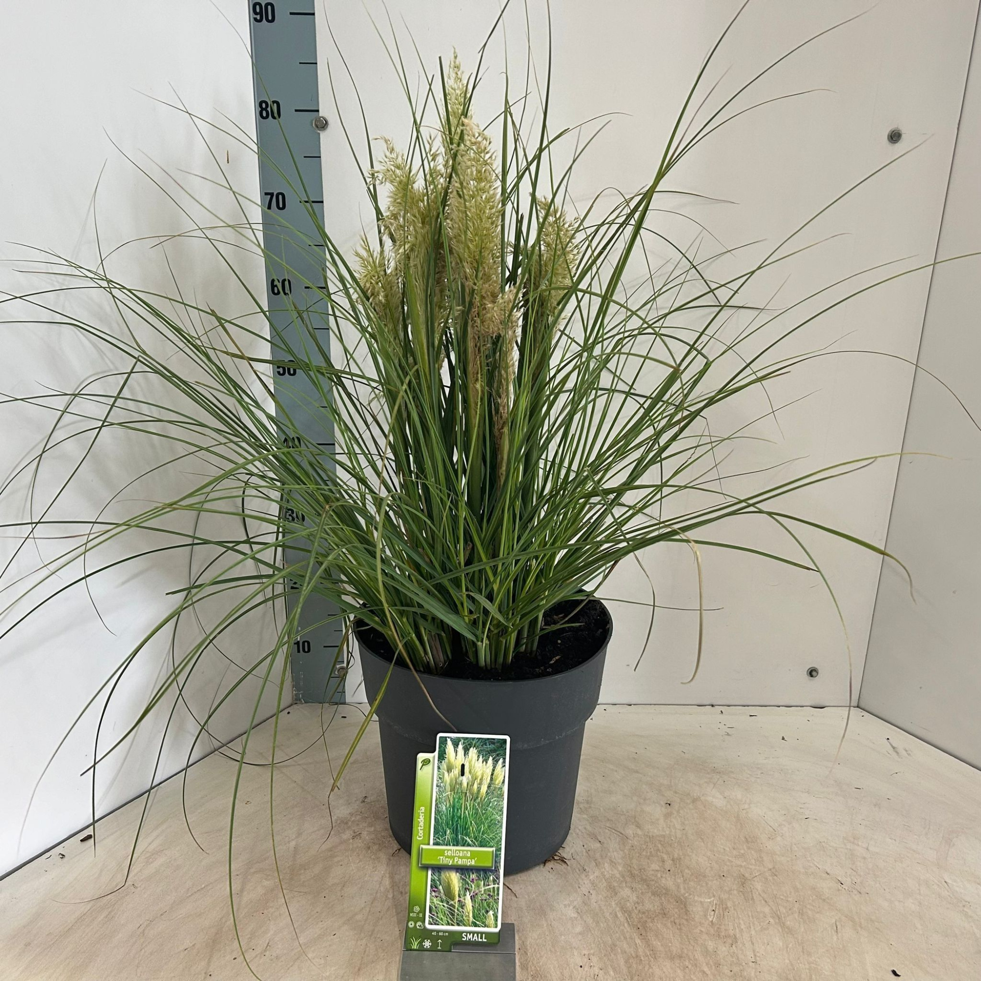 Cortaderia selloana Tiny Pampa (‘Day1’PBR), D 29