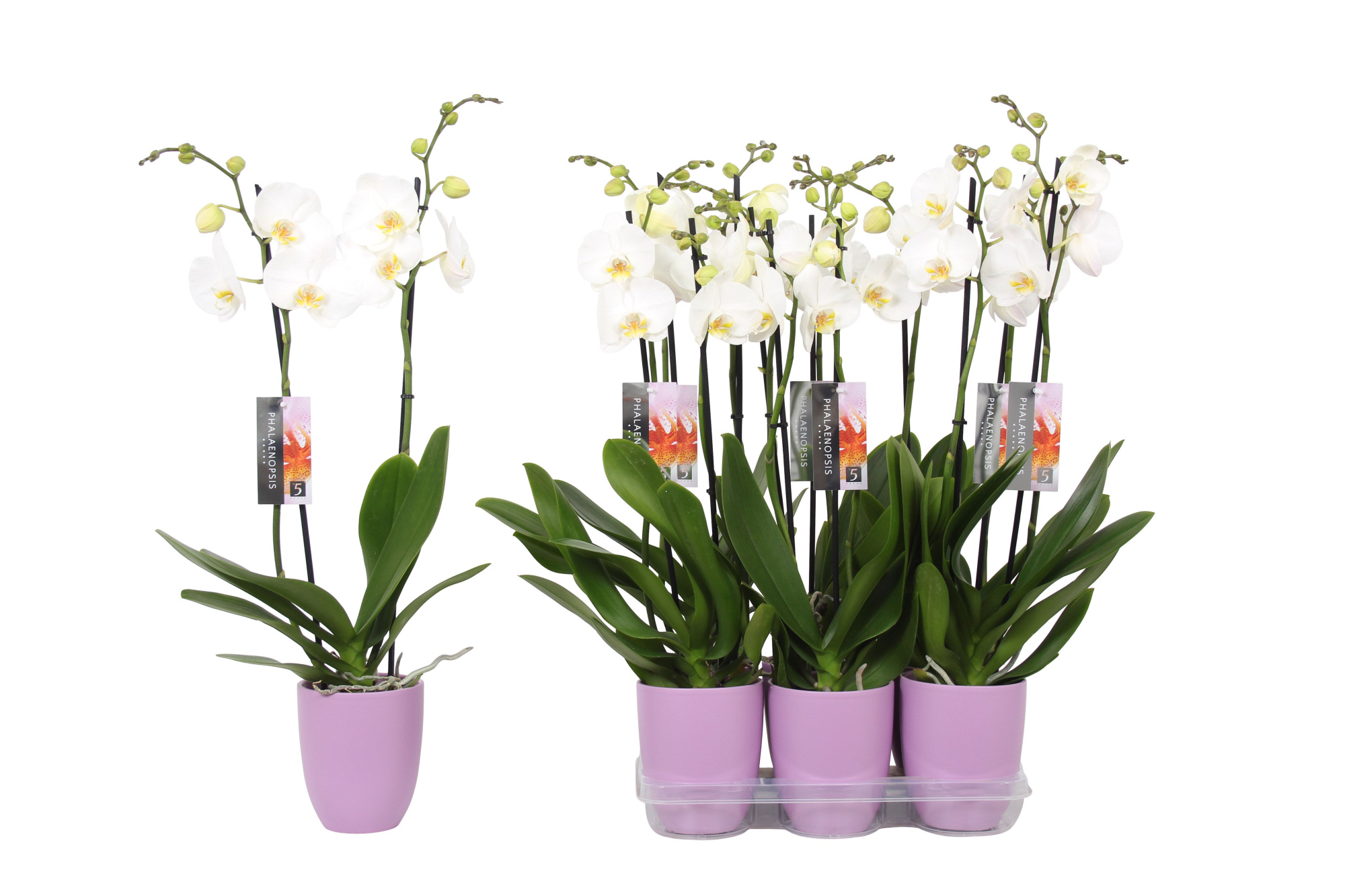 Phalaenopsis White, 2-spike Lilac Ceramics, D 12 cm