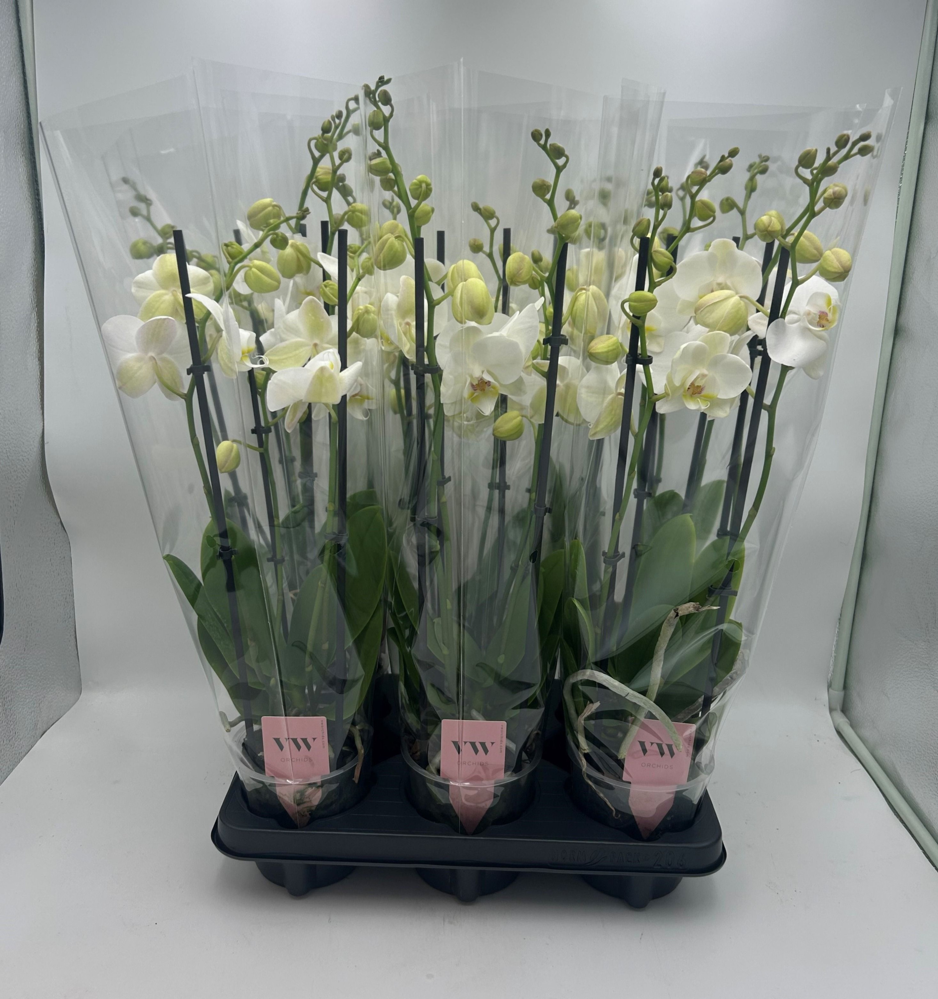 Phalaenopsis Inverness 4 Tak, D 12 cm