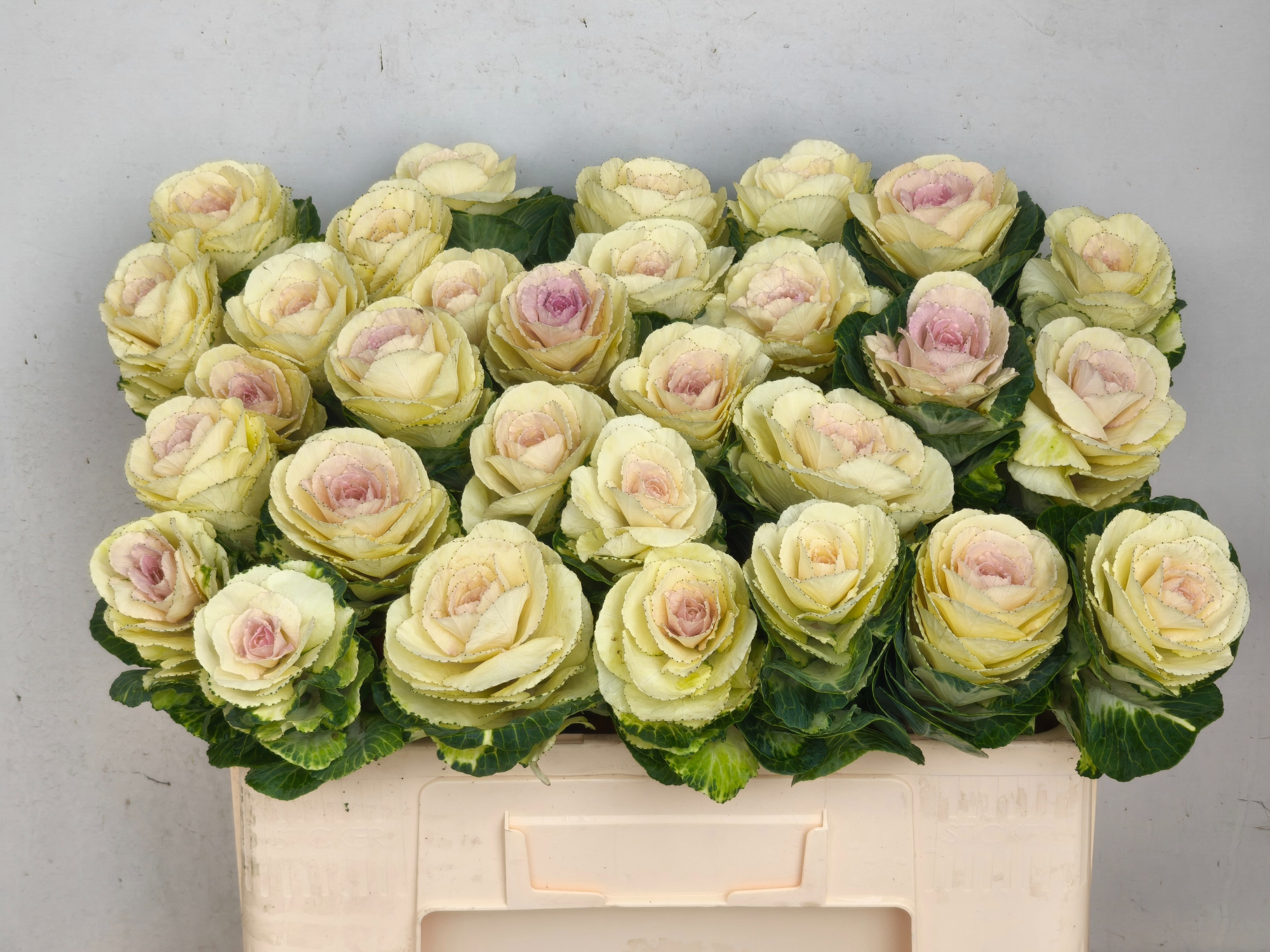 Брассика Вайт Крэйн 50, шт.