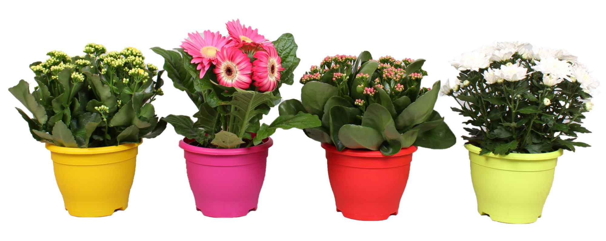 Bloeimix in 17 cm Campana pot, D 12 cm