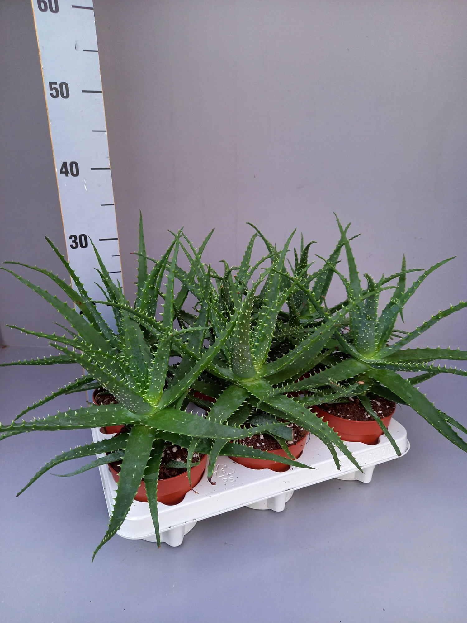 Aloe arborescens 12, D 12 cm