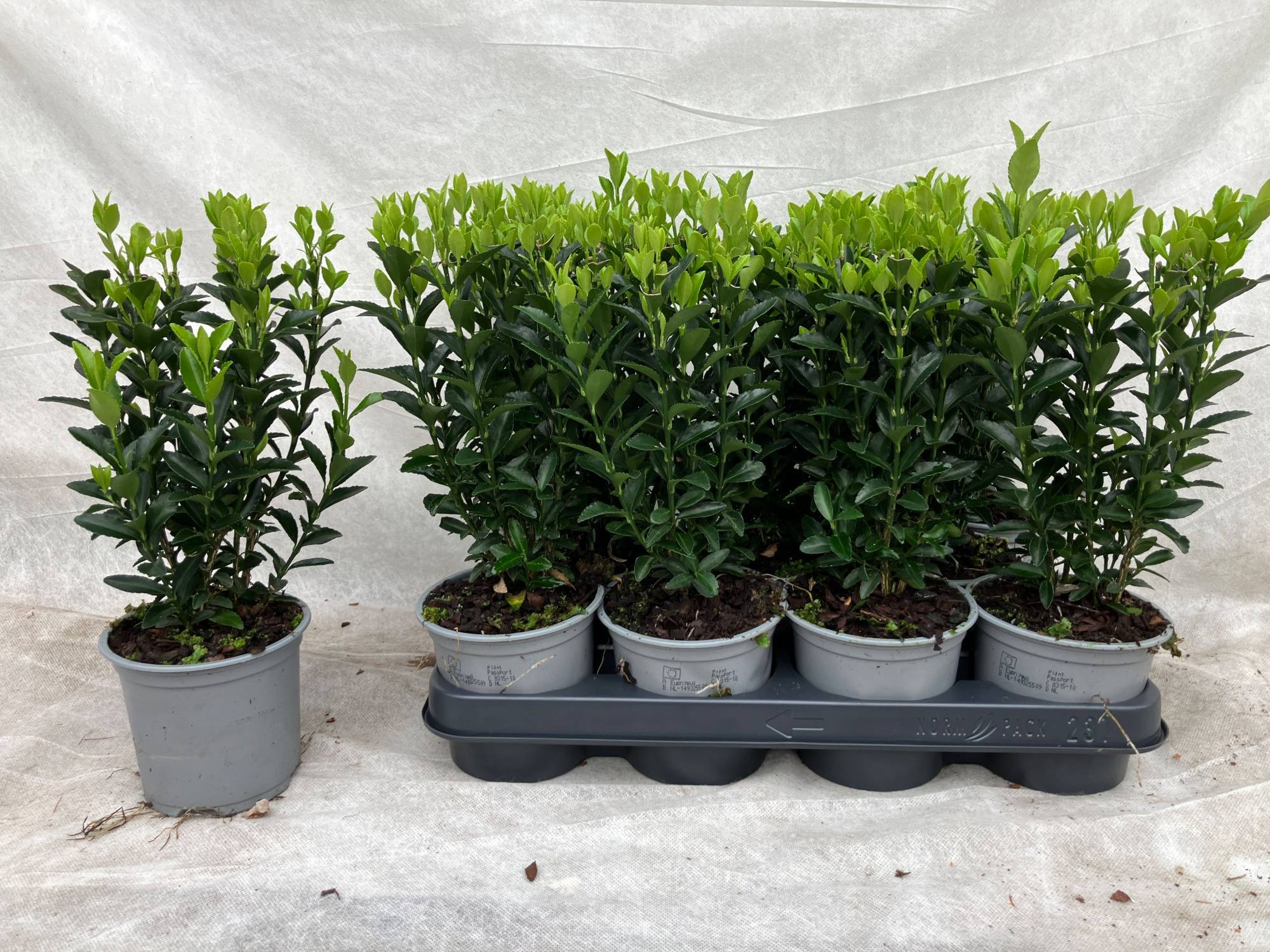 Euonymus japonicus Green Spire, D 11 cm