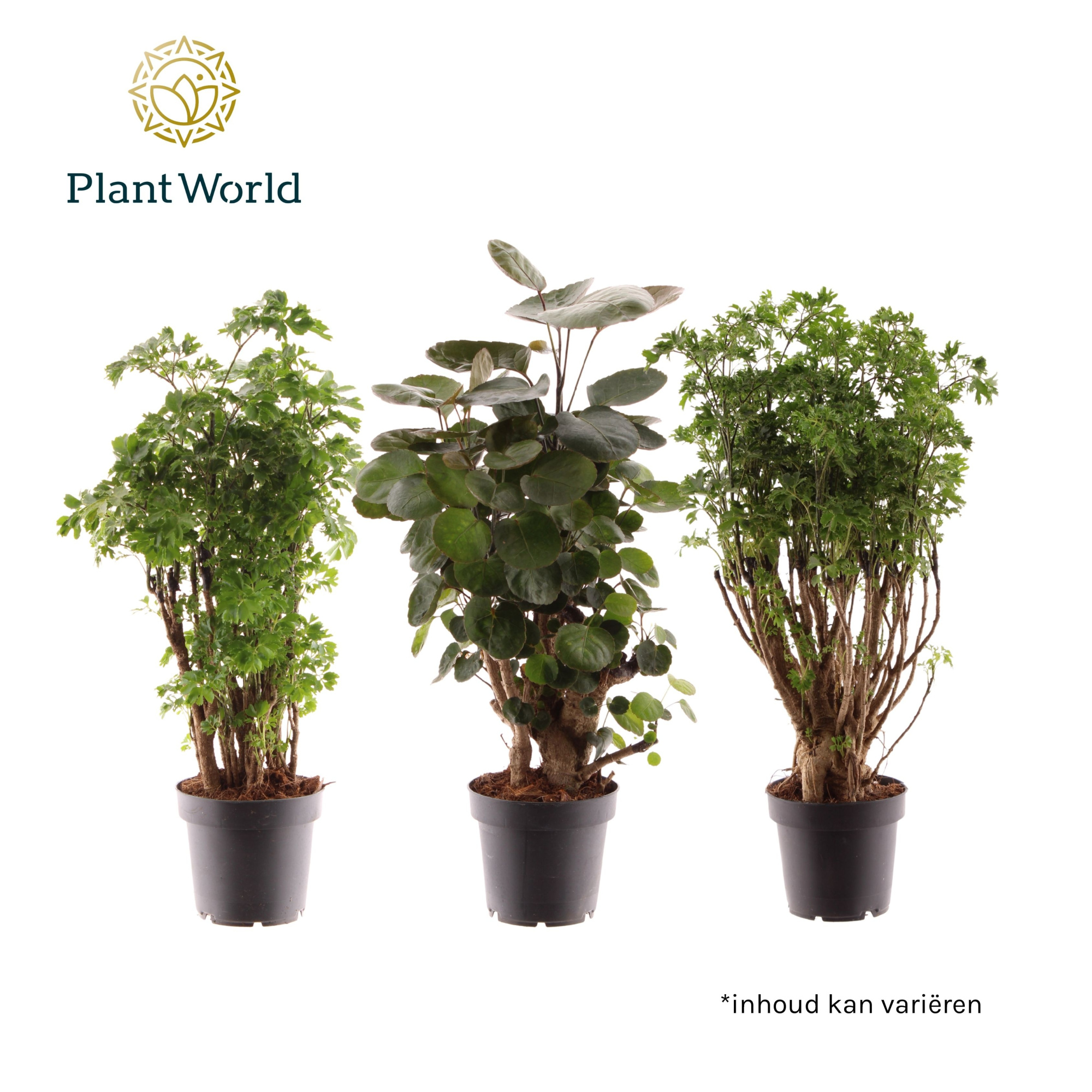 Polyscias gemengd (2-3 soorten), D 12 cm