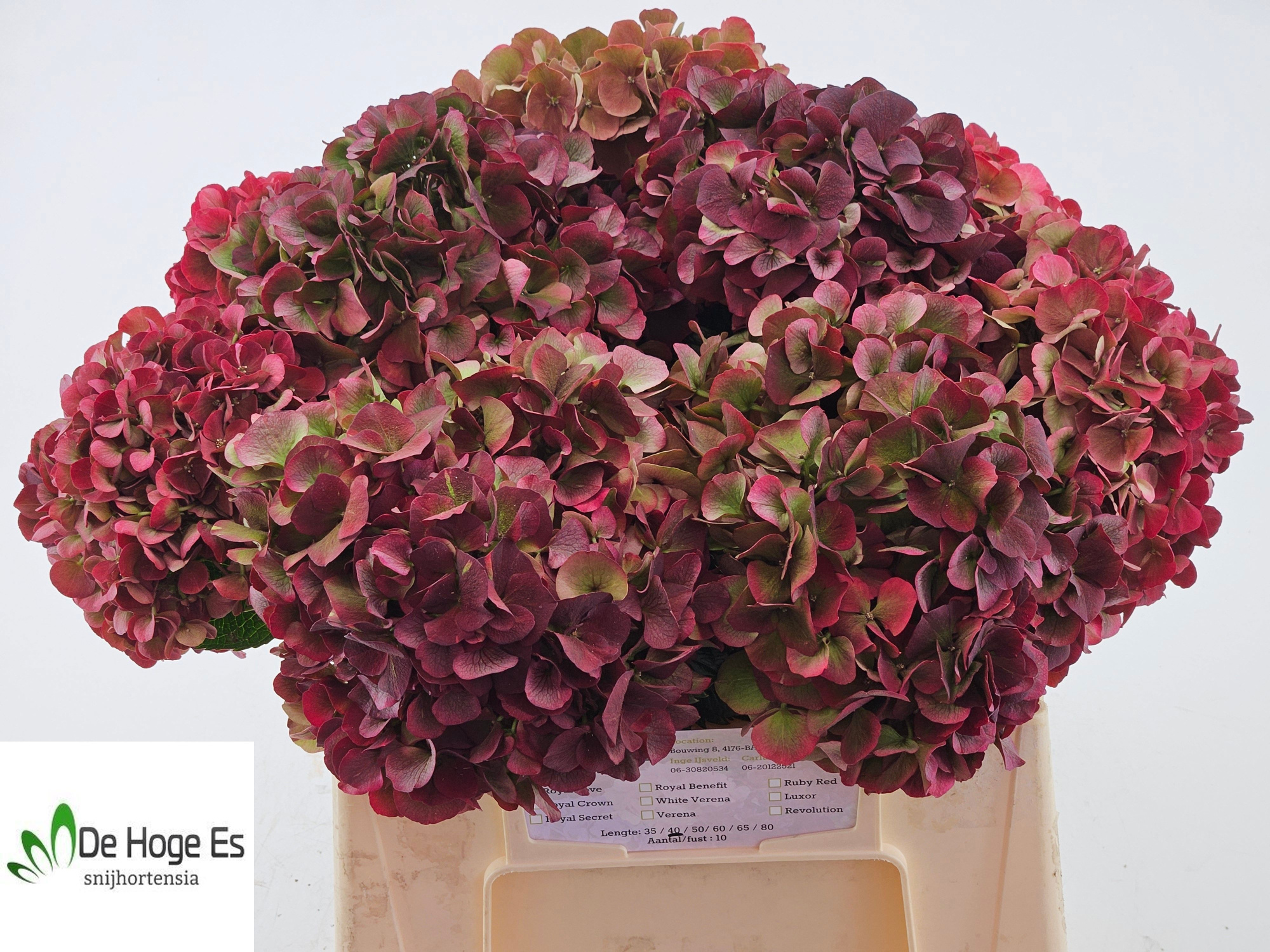 Гортензия Мэджикал Пинк Руби Классик 40, шт.