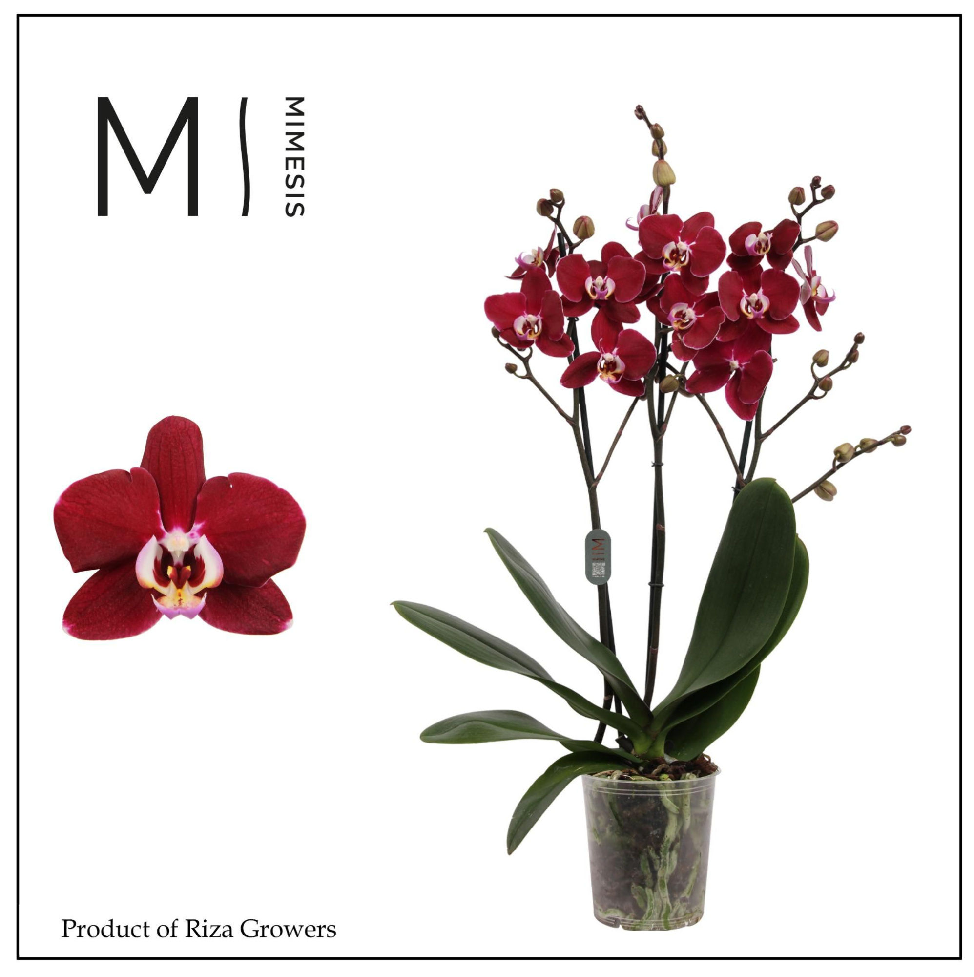 Phalaenopsis Magdalena 3 spike - 12cm | Mimesis, D 12 cm