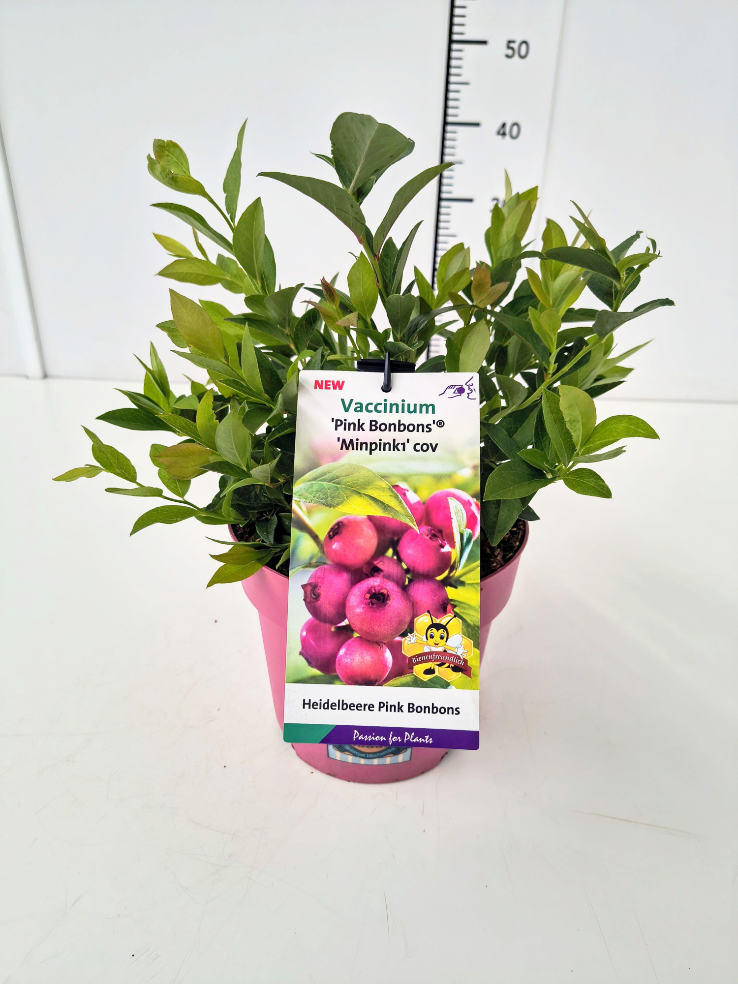 Vaccinium cor. 'Pink Bonbons' 30-40C3, D 19 cm