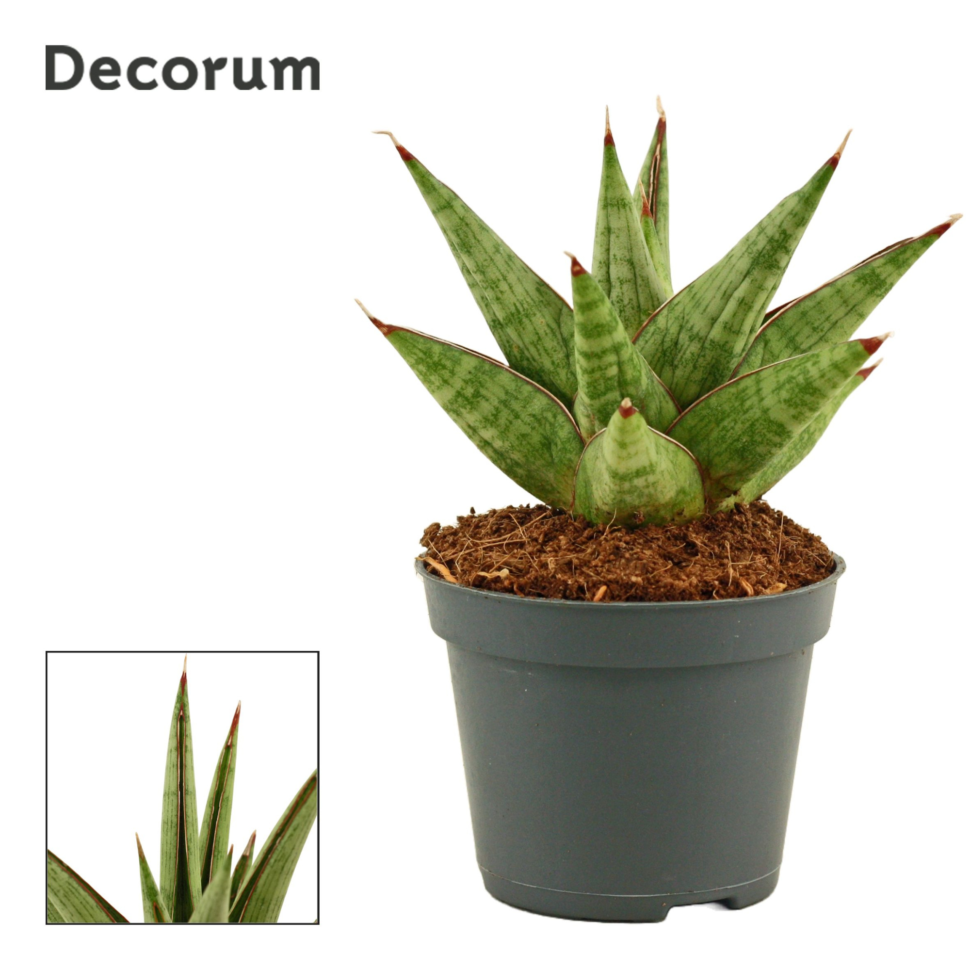 Sansevieria Jewel Crown 6 cm (Decorum), D 6