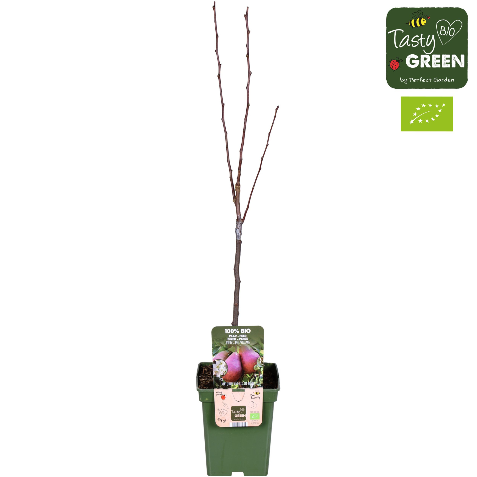 Pyrus communis 'Rote Williams' Bio P23, D 23