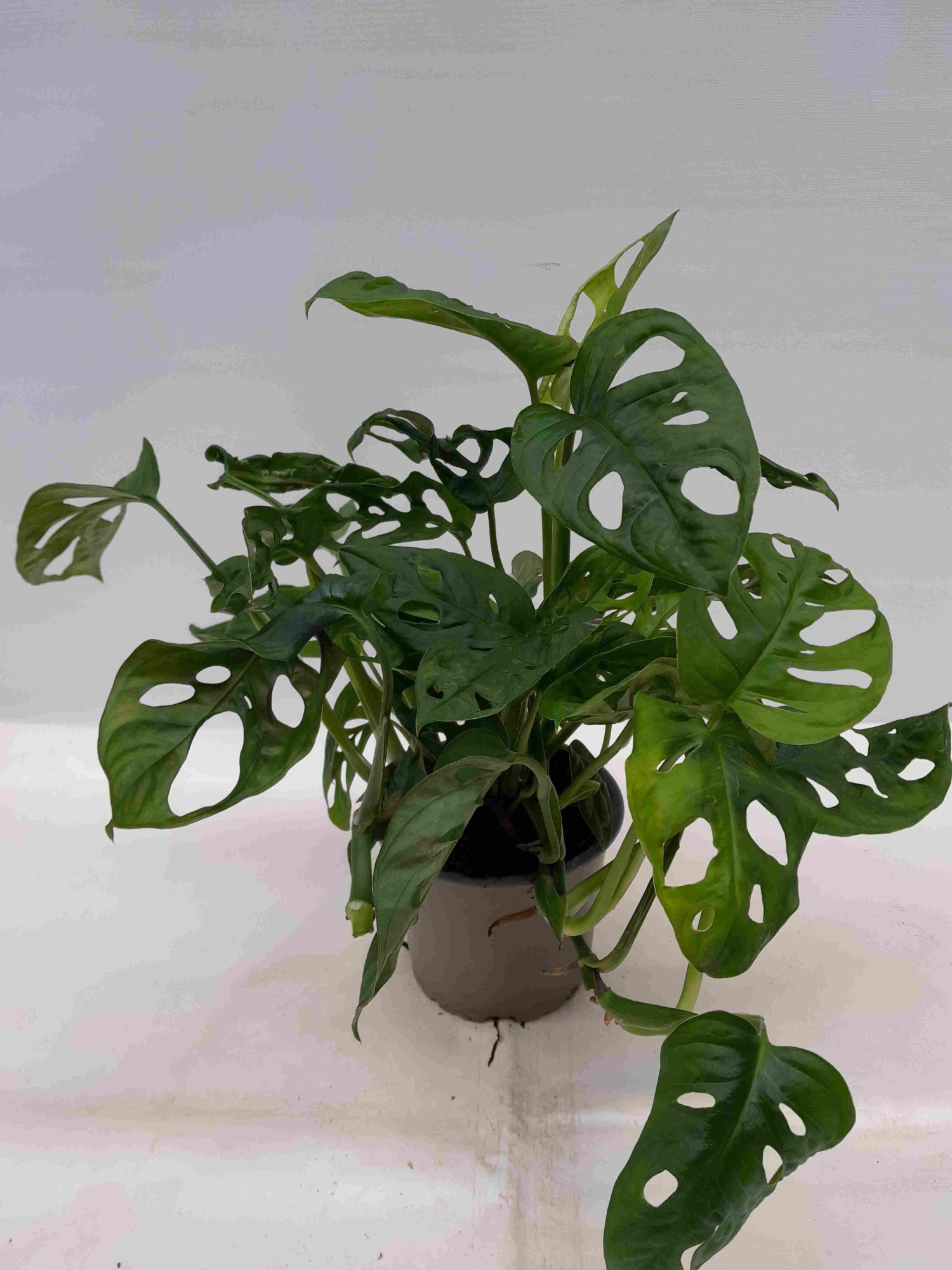 MONSTERA ADANSONII, D 12 cm