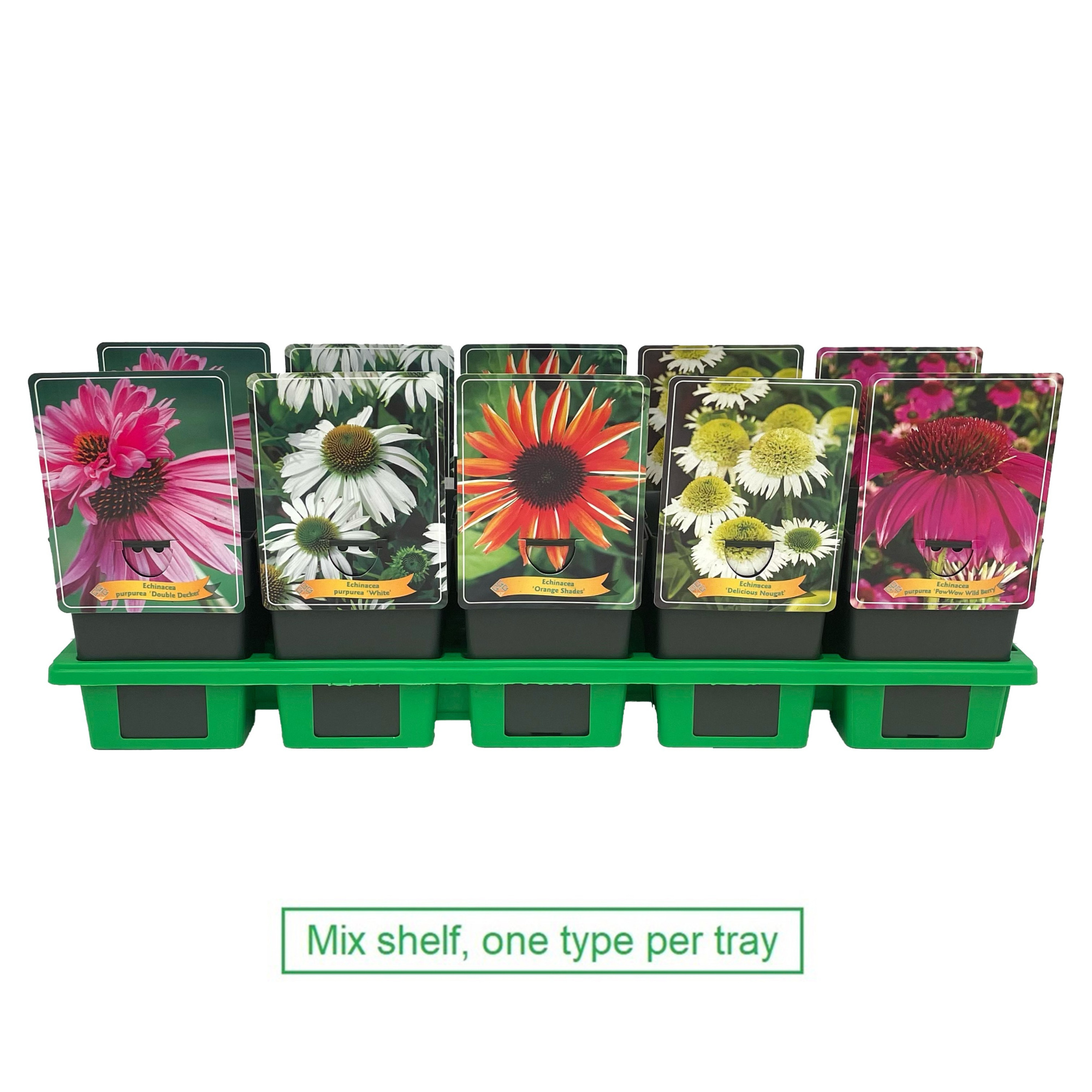 Echinacea purpurea mix 6x10 srt. per laag P11, D 11 cm