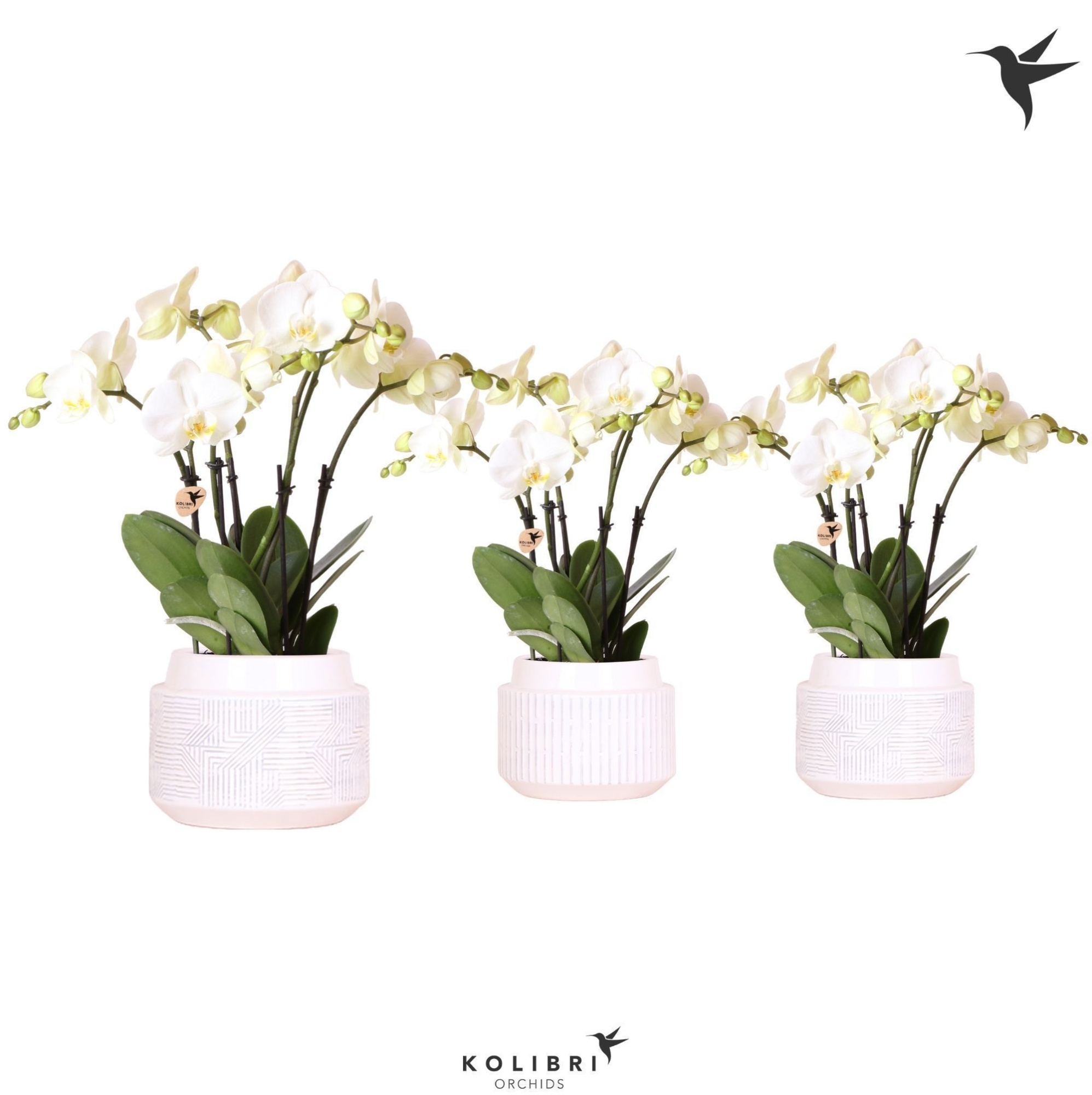 Kolibri Orchids Phalaenopsis Jewel Ghent 4spike in Maze pot white, D 12