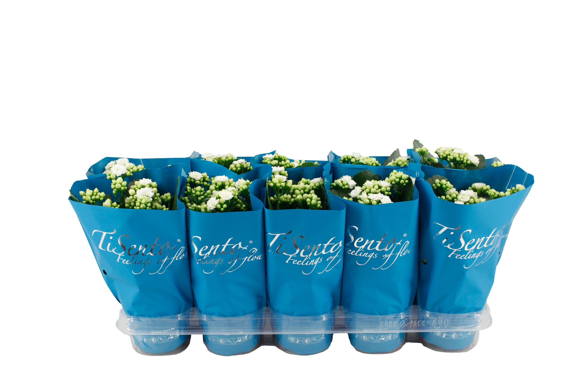 Calandiva 12 cm Wit in Petrol Blauw, D 12 cm