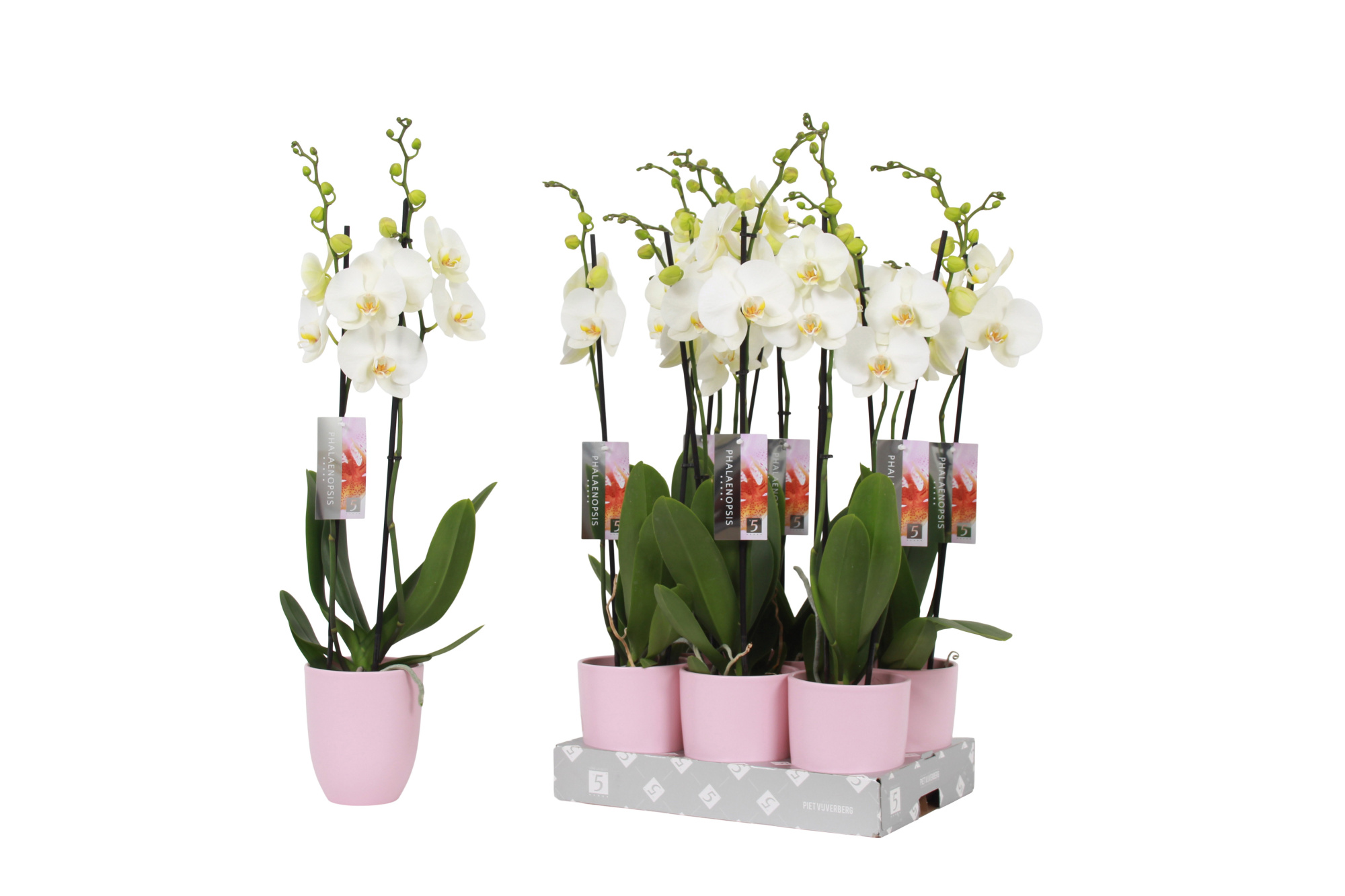 Phalaenopsis White, 2-spike Pink Ceramics, D 12