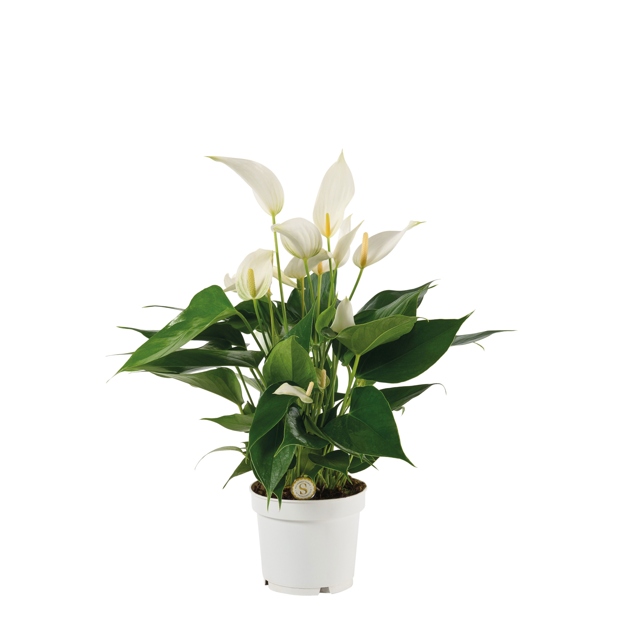 Anthurium Mille Fleurs Cava 12cm, D 12