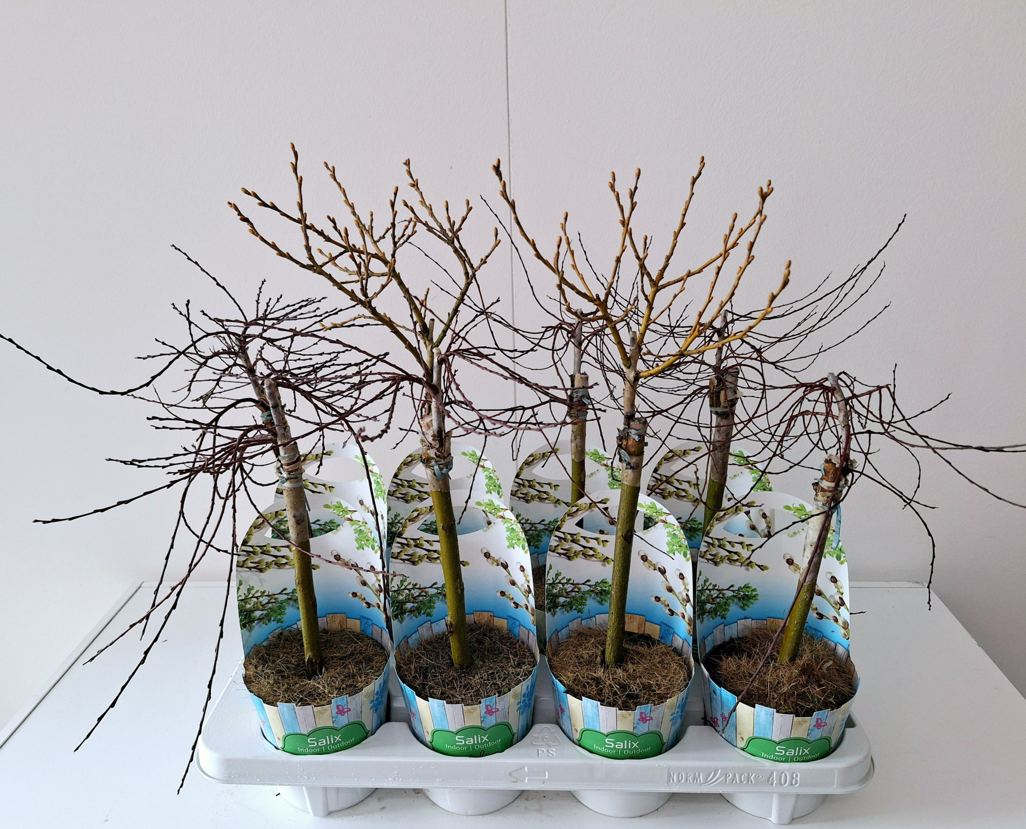 Salix mix patio stam 30 potcover, D 12