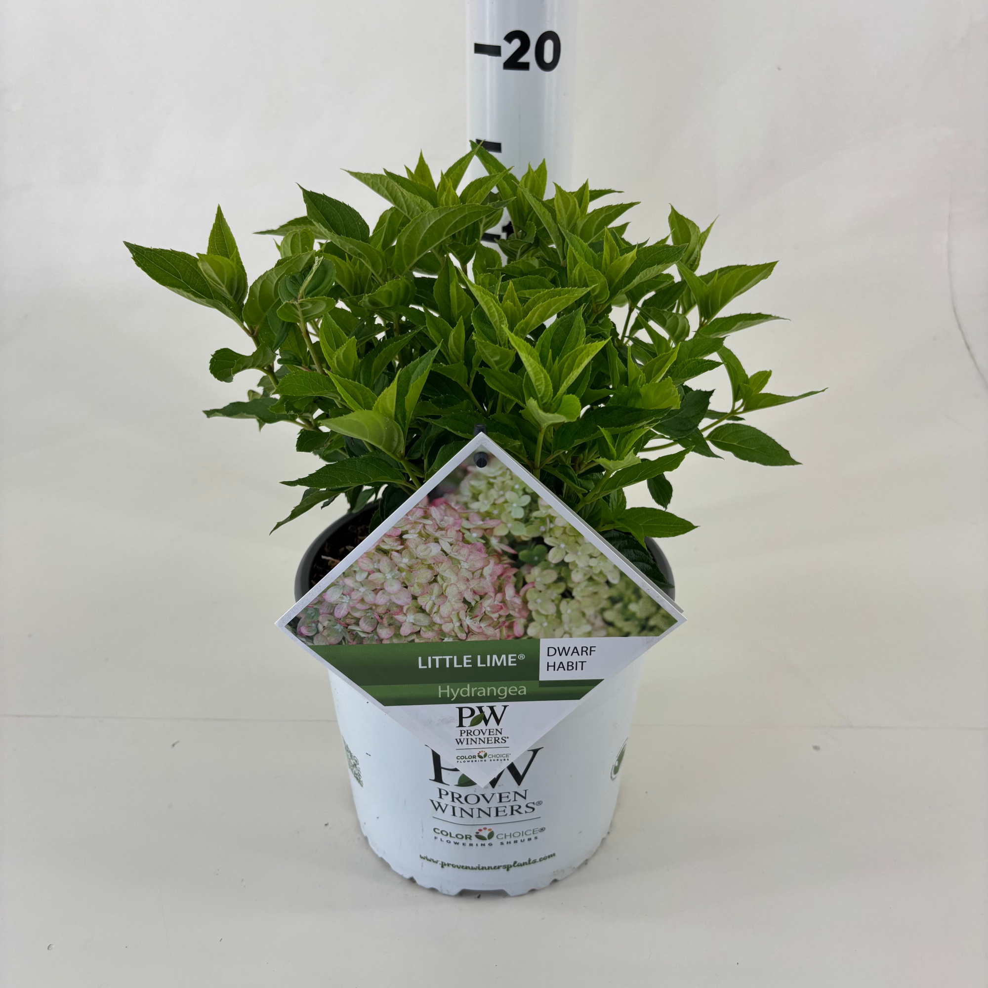 Hydrangea paniculata 'Jane' Little Lime ®, D 19 cm