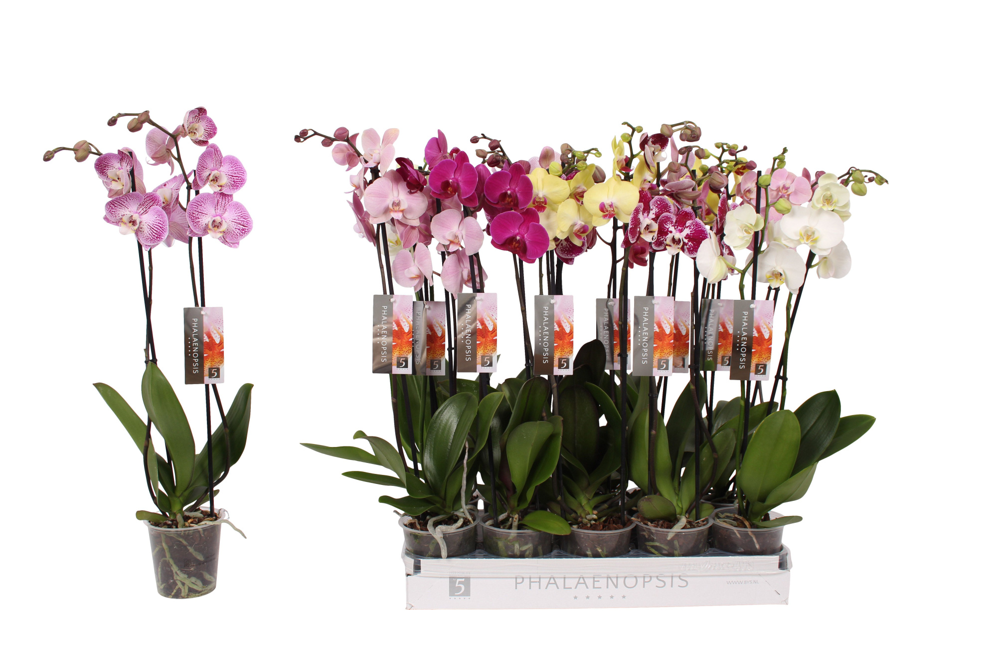 Phalaenopsis 6 color mix, 2-spike 14+, D 12 cm
