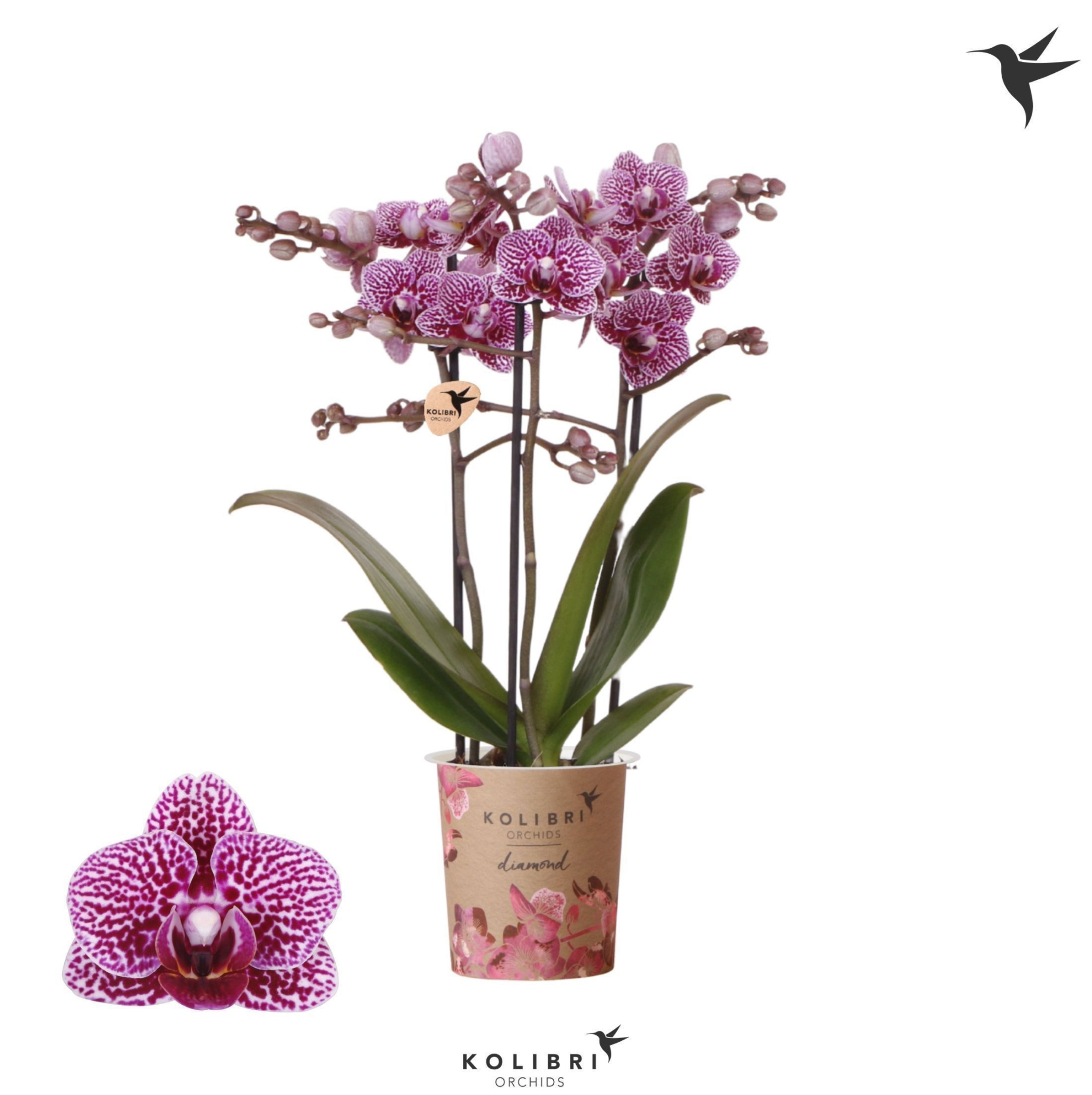 Kolibri Orchids Phalaenopsis Diamond Australia 3 spike, D 9