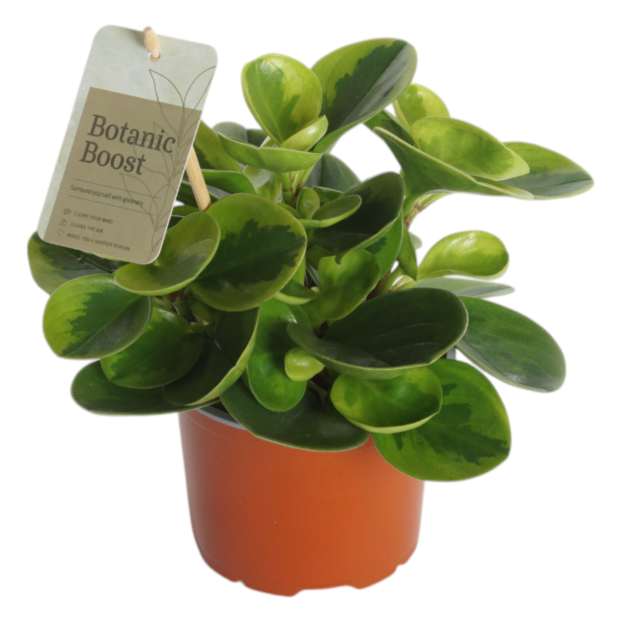 P12 Peperomia Lemon, D 12 cm