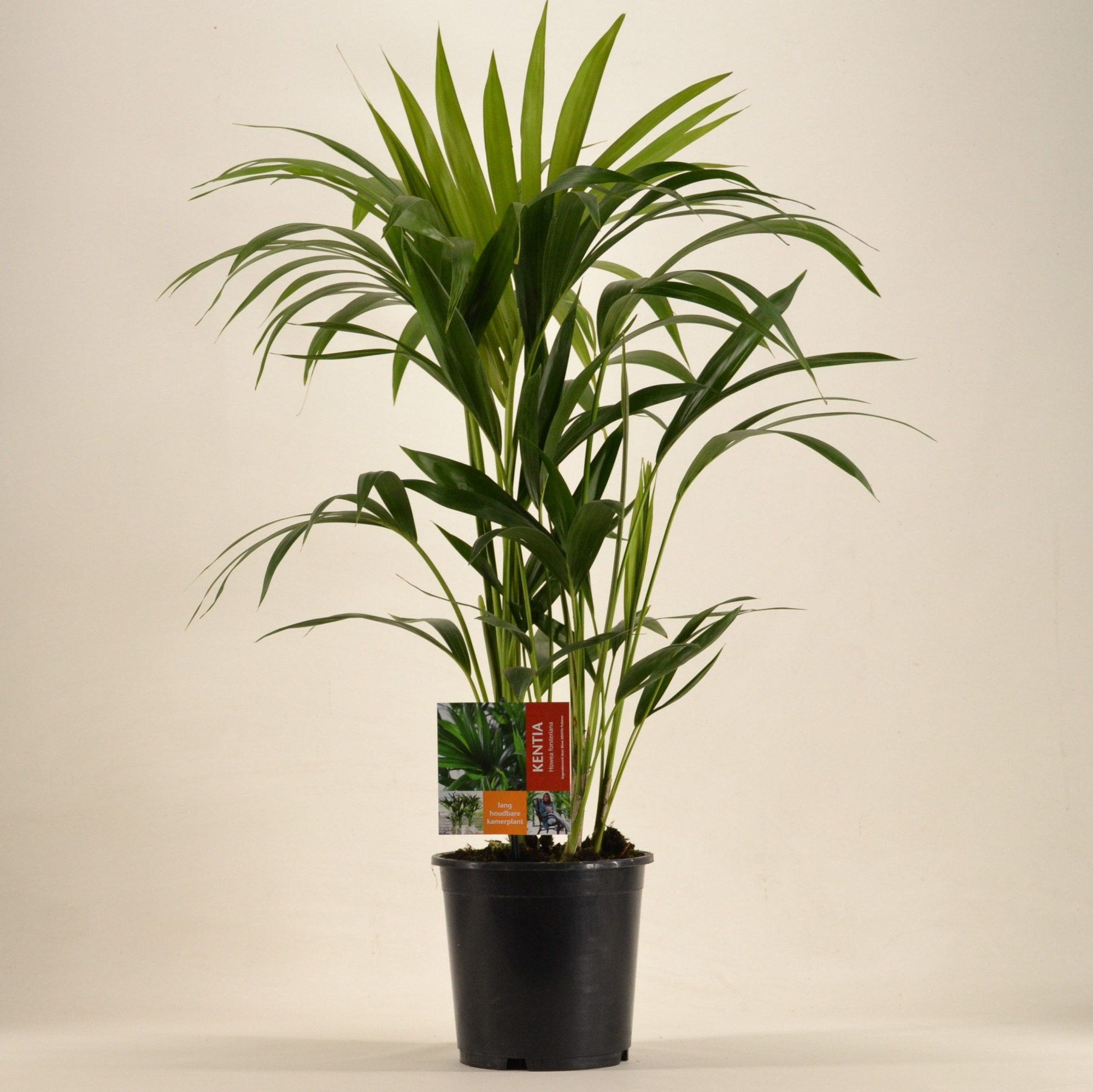 KENTIA - P19 H80 - 6PP (Howea forsteriana), D 19