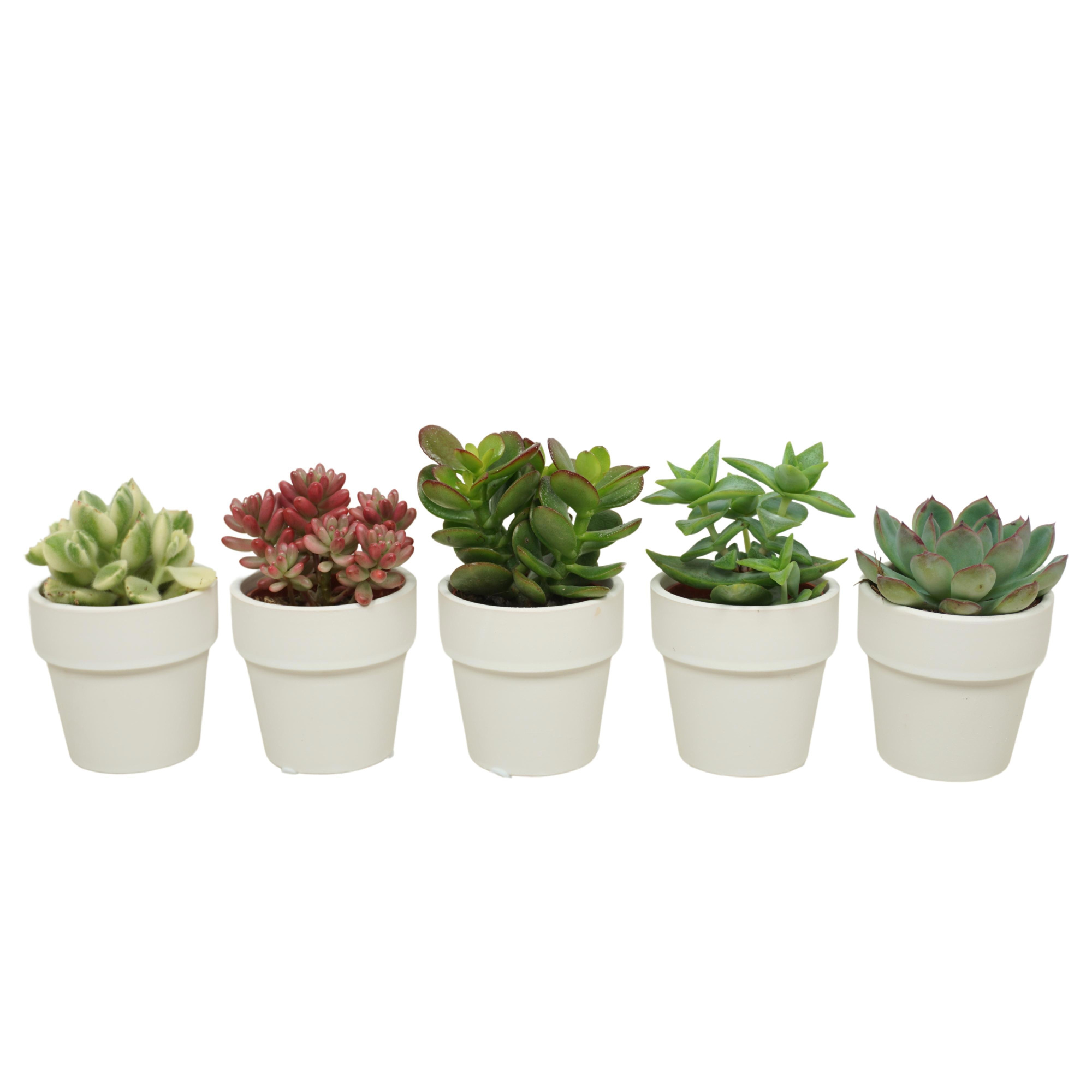 Succulenten mix in 6 cm 'Wit Kraagpotje', D 5,5 cm