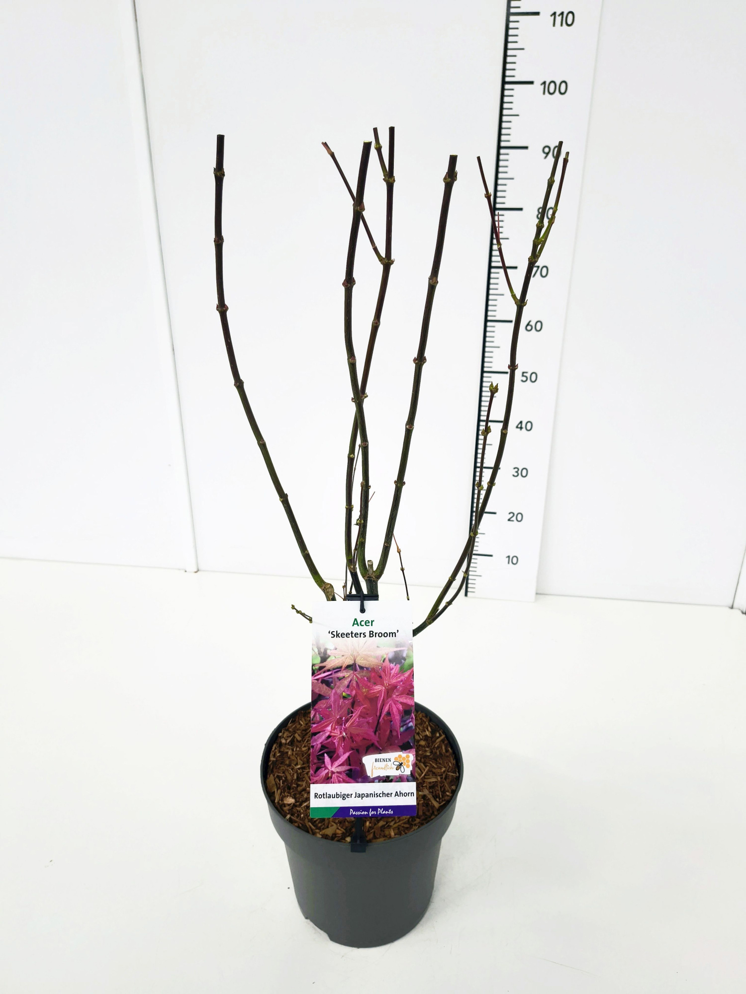 Acer palm. 'Skeeter's Broom' 60-80C7, D 25