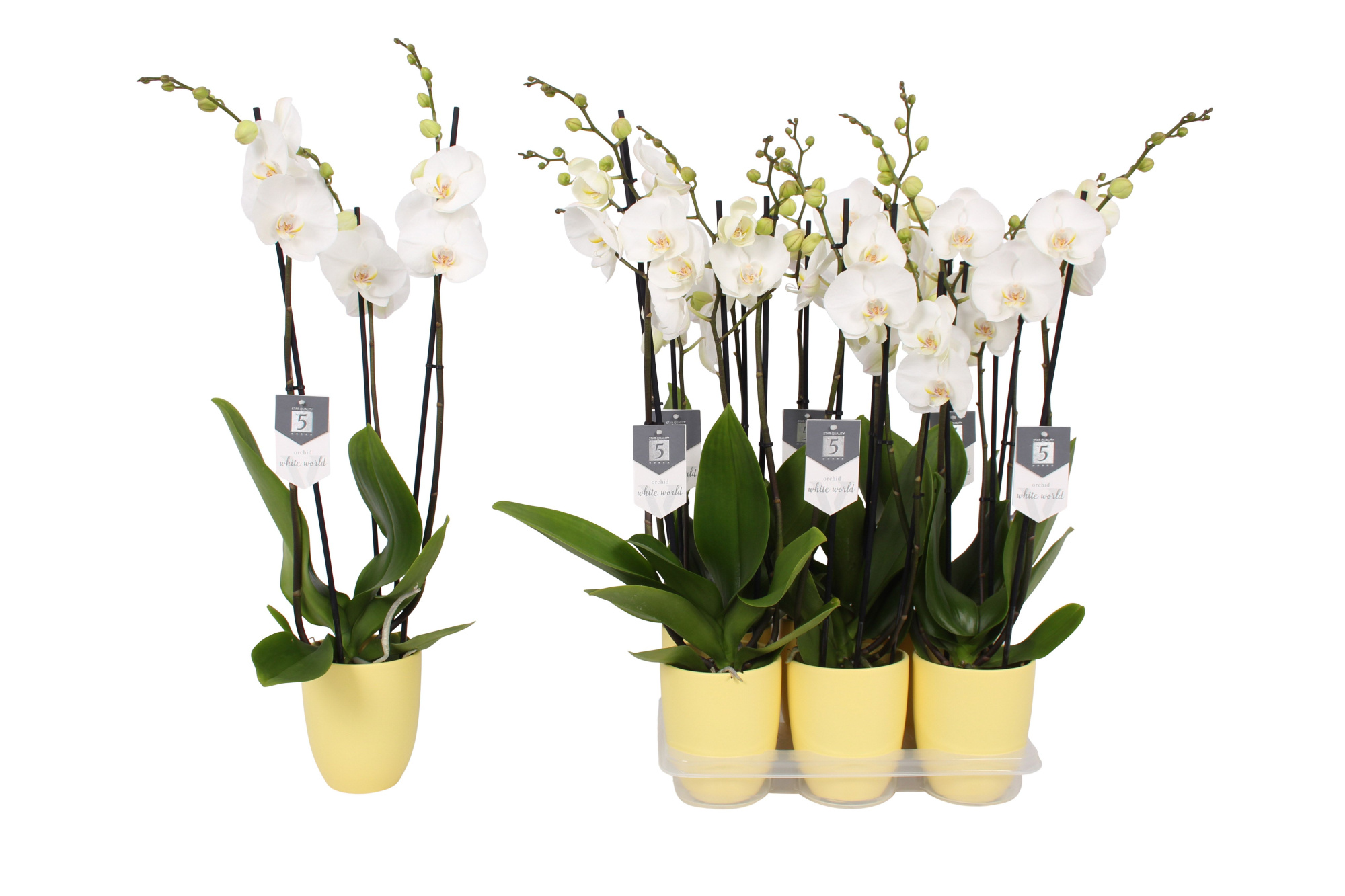 Phalaenopsis White World, 3-spike Yellow Ceramics, D 12 cm