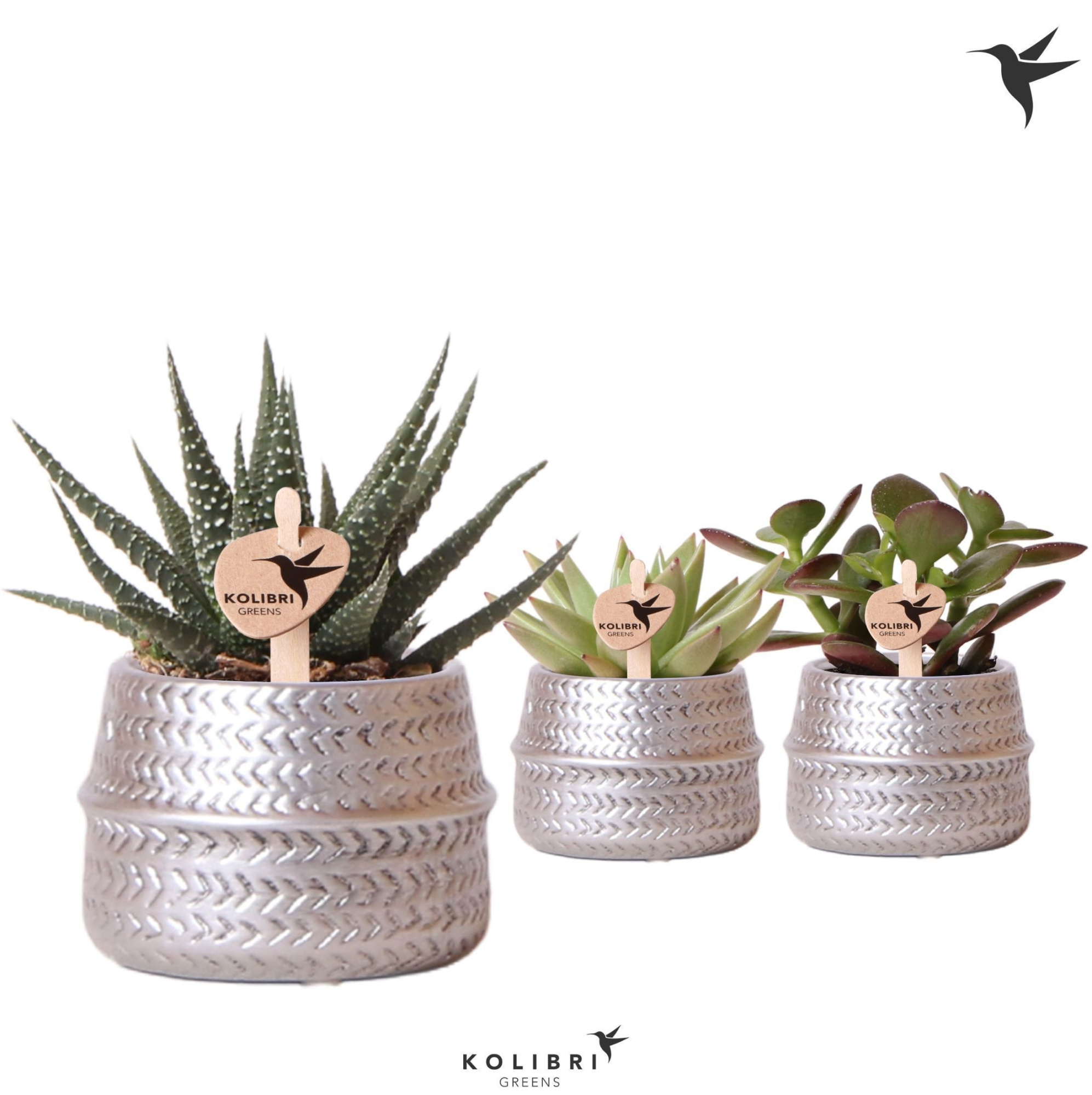 Kolibri Greens Succulenten mix in Groove pot silver, D 6 cm