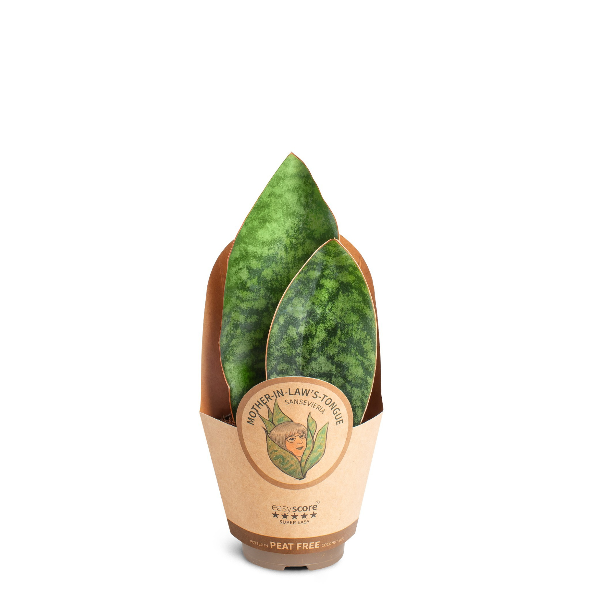 Sansevieria masoniana, D 9